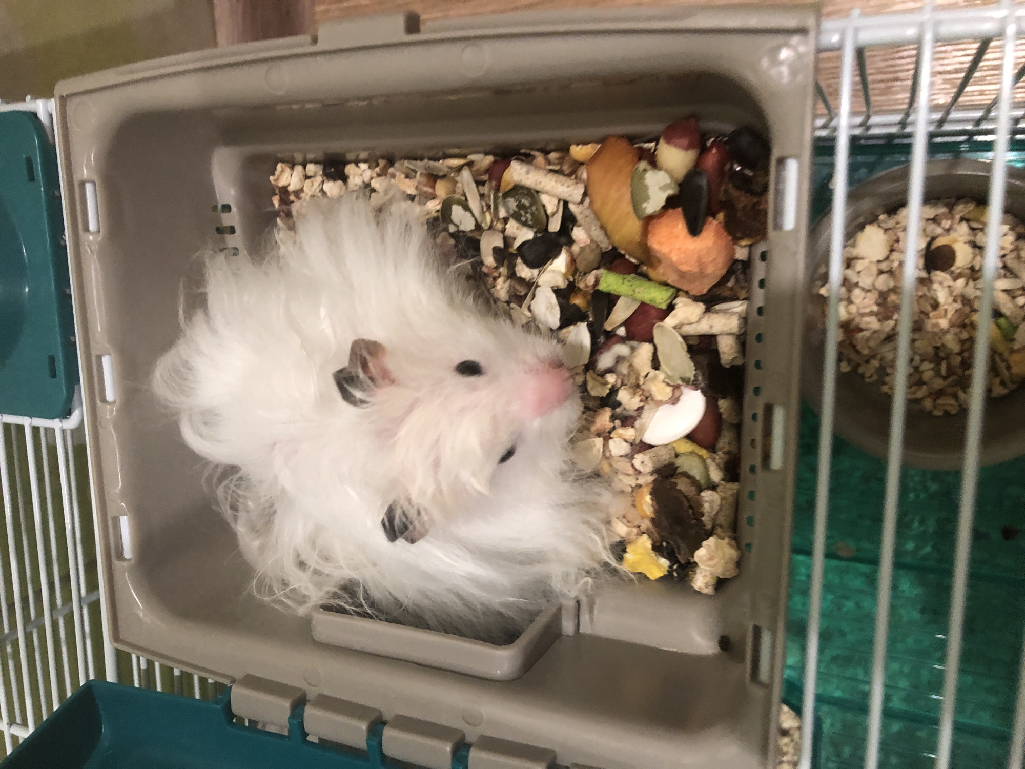 A fluffy white hamster is lying on its back in a cage, surrounded by food and bedding. Its eyes are closed, and its fur is long and wispy. The hamster appears to be sleeping or resting comfortably. The cage is made of plastic and metal bars, and it contains a food bowl filled with a mix of seeds, nuts, and dried fruit. The background of the image is blurred, but it appears to be an indoor setting. The lighting is natural, suggesting it might be daytime.