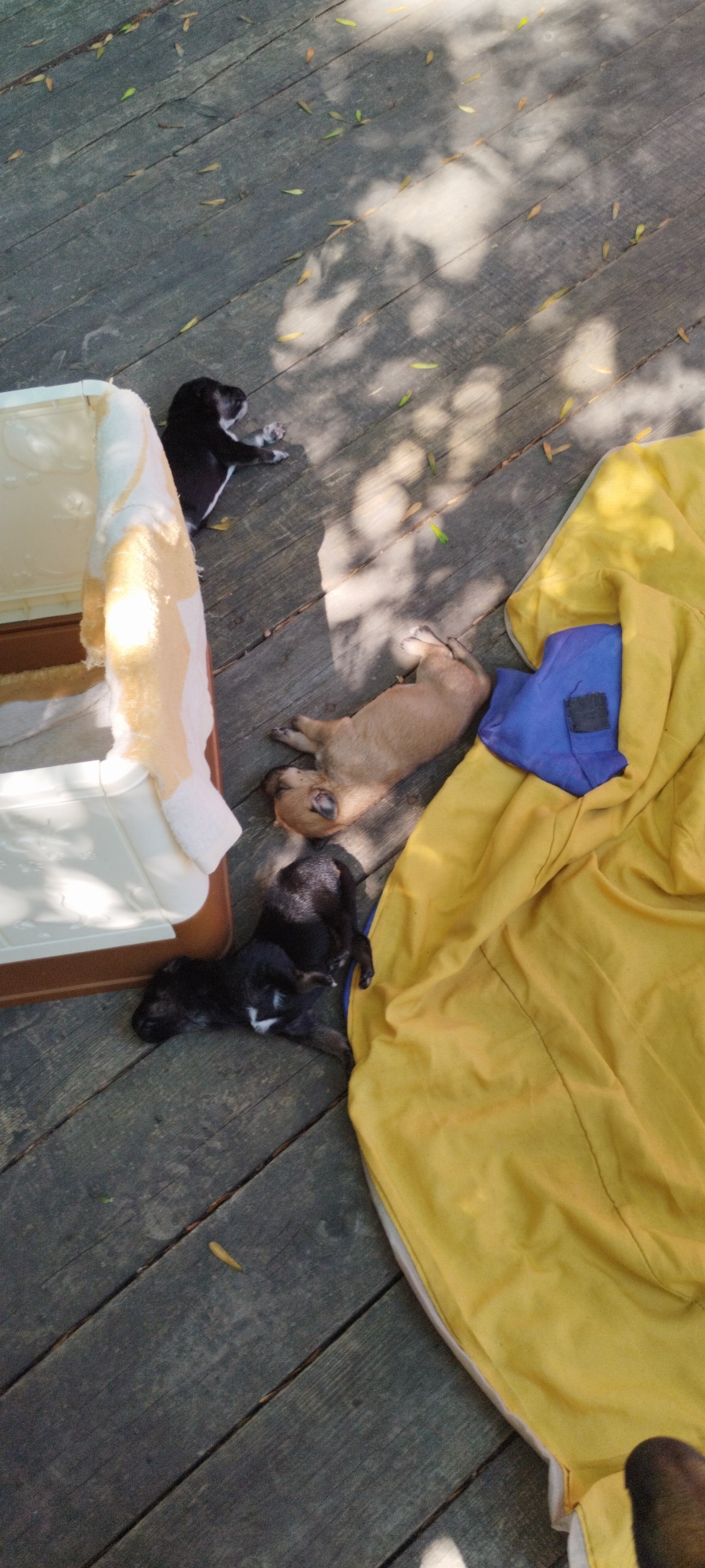 The image shows four puppies sleeping on a wooden deck. One puppy is black and white, another is brown, and the other two are black. They are lying on a yellow blanket with a blue pillow. There is also a white plastic container in the upper left corner of the image. The scene is outdoors, with sunlight filtering through the leaves of trees and casting shadows on the deck. The puppies appear to be young and are all sleeping soundly. The location is described as Yaroslavskaya, Russia.