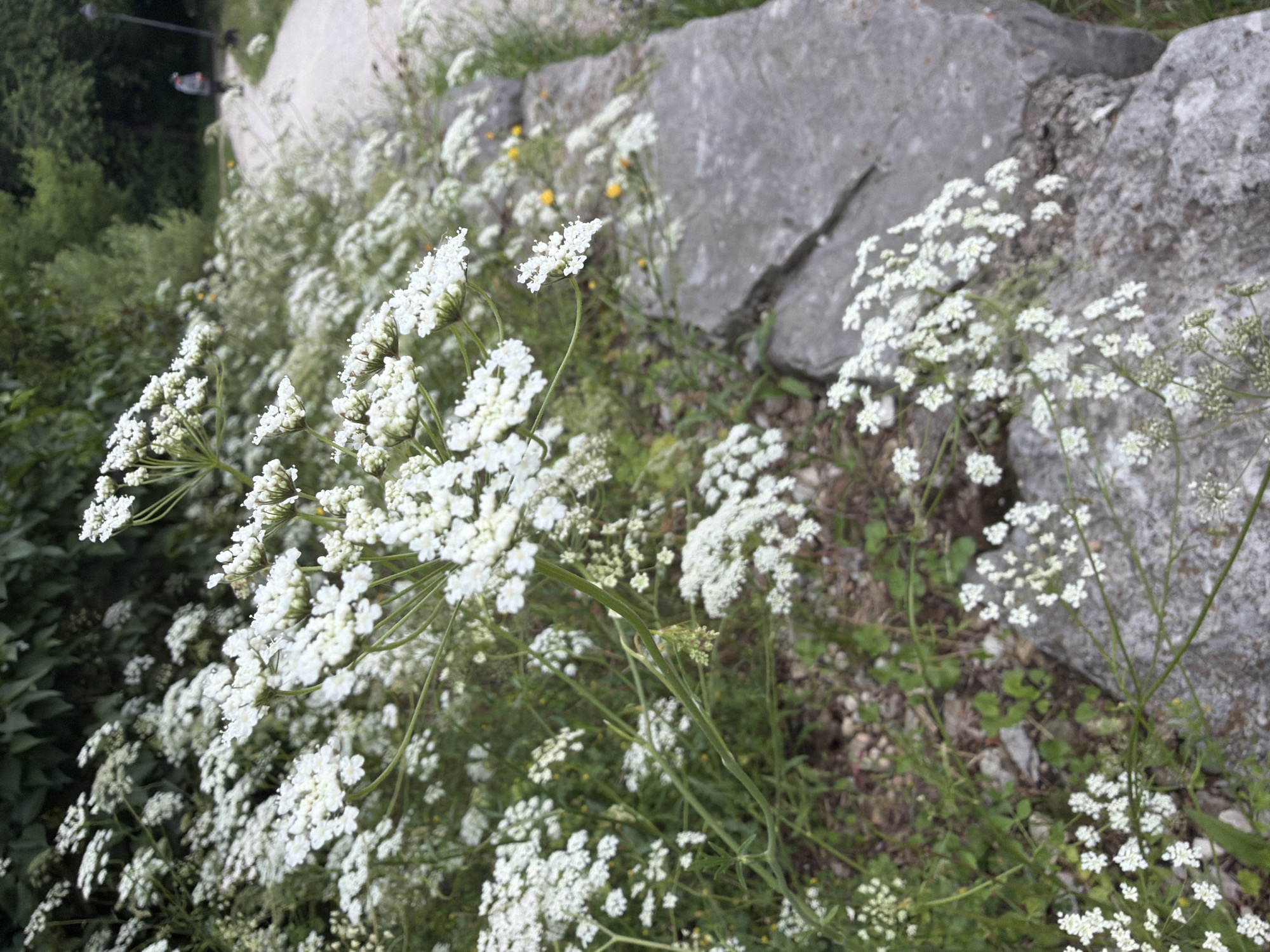 In Poing, Germany, a cluster of white wildflowers, likely Cow Parsley, grows along a stone wall bordering a walking path. The foreground is dominated by these delicate white blossoms and their green stems, with some larger stones visible in the lower right. In the background, a person is walking their dog on the paved path, which curves through a grassy area with trees. The scene is bathed in natural light, suggesting an outdoor, possibly park-like setting.