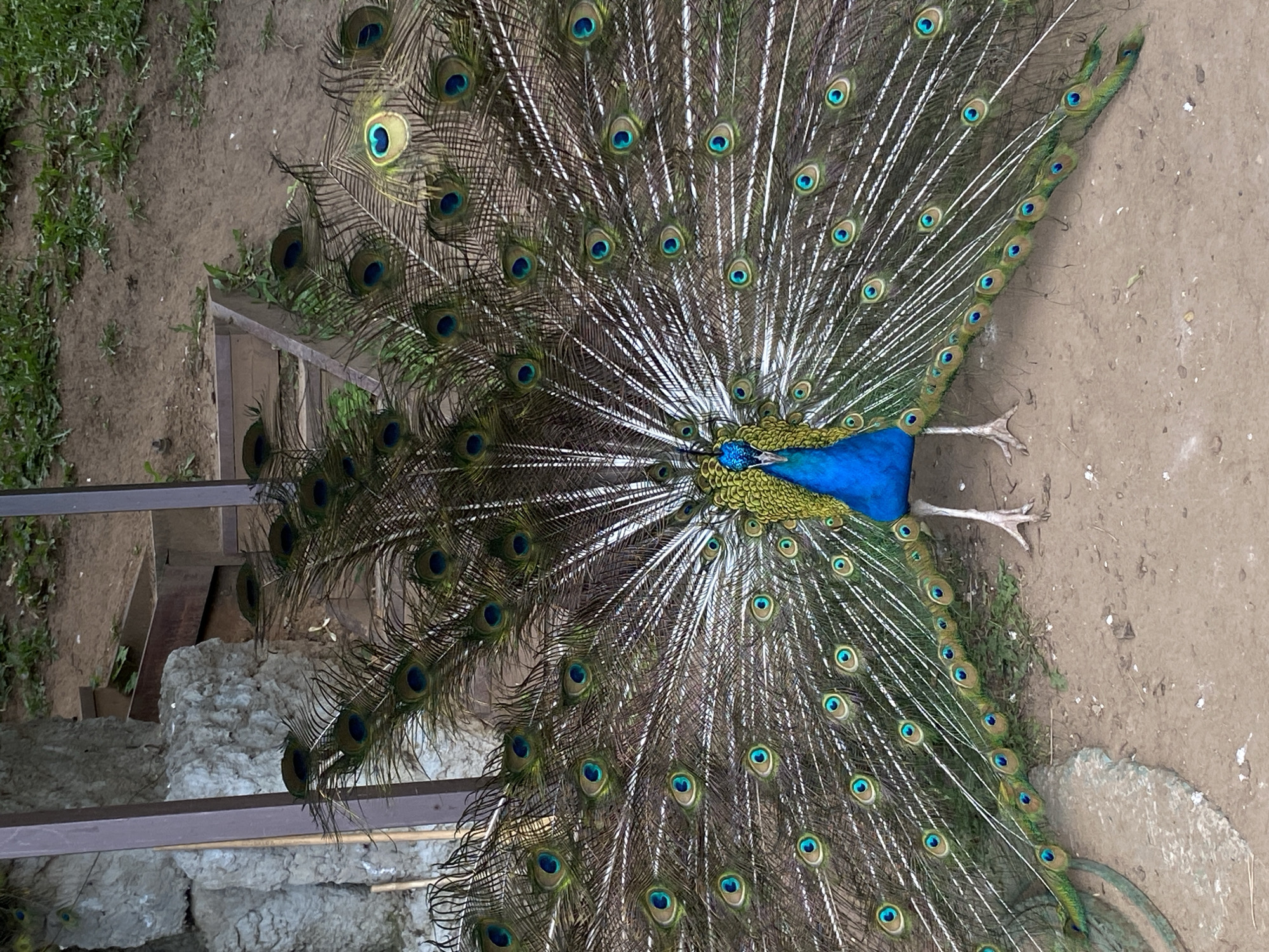 A male peacock, displaying its vibrant, iridescent train of feathers, stands on a sandy ground. The train is fanned out wide, revealing numerous eye-like patterns in shades of blue, green, and gold. The peacock's body is a striking blue, with a green and yellow crested head. In the background, there are large, rough-hewn rocks and wooden structures, suggesting an enclosure or an aviary. The ground is covered in dirt and sparse green vegetation. The scene appears to be in an outdoor environment, possibly a zoo or a park. There is no indication of the specific location within Izhevsk, Russia.