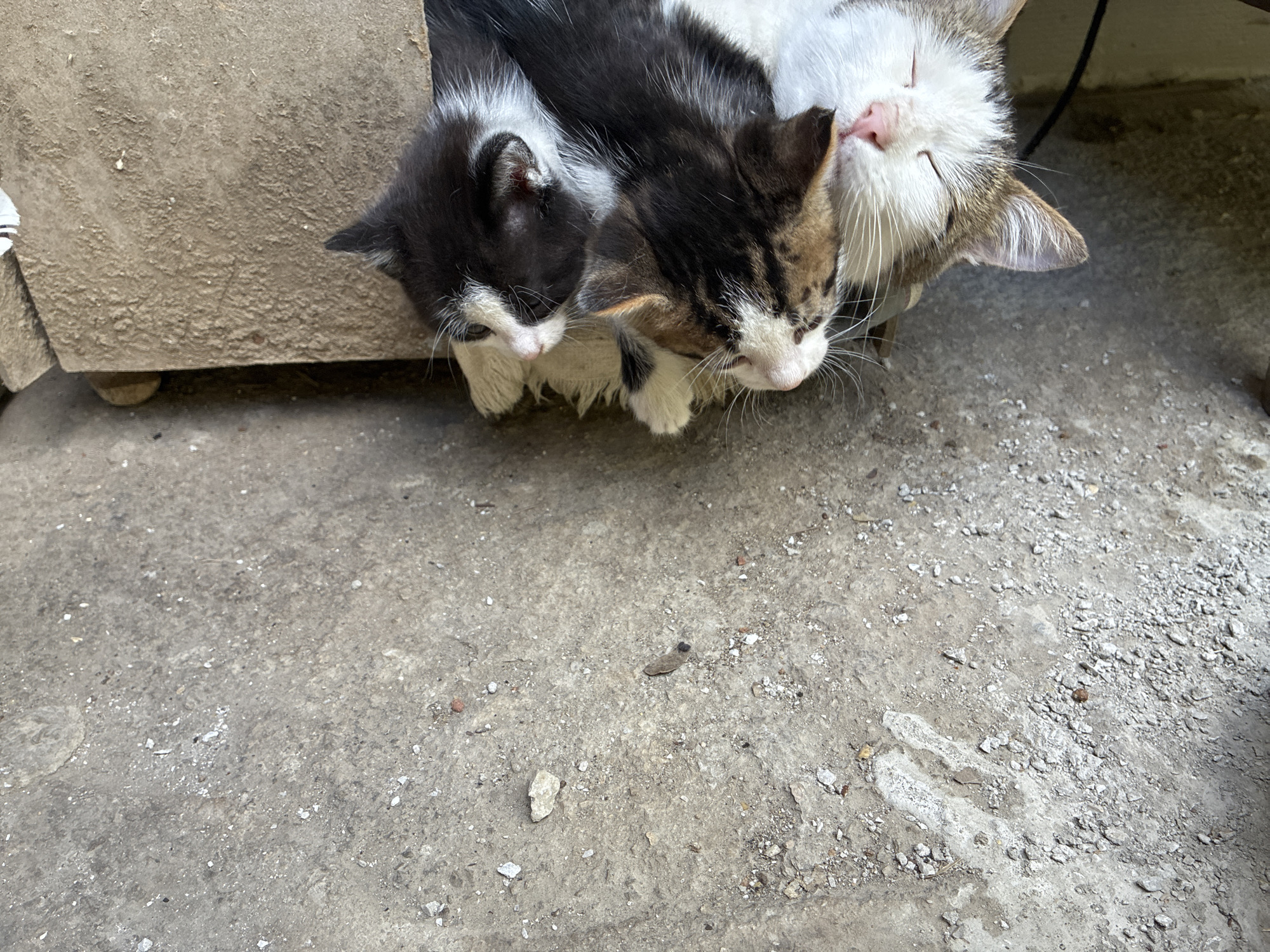 Three cats are huddled together, resting inside or near a concrete structure, on an outdoor concrete surface in Aldomirovtsi, Bulgaria. Two kittens, one primarily black and white and one tan, black, and white, nestle close to a larger, white and tan cat, presumably the mother. All three have their eyes closed. The environment appears to be a rough, outdoor area.