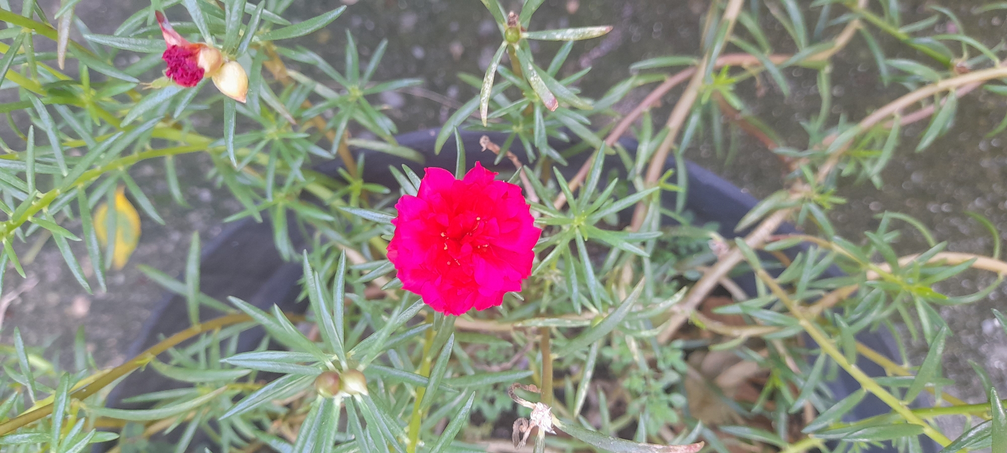 The image presents a top-down view of a pot containing a flowering plant, most likely located in the city of Buketteukuh, Indonesia. The dominant feature is a vibrant red flower at the center of the frame, surrounded by fleshy, needle-like green leaves and thin stems. Some buds are present, one of which is just starting to bloom, revealing red petals. The plant appears to be growing in a black plastic pot, partially visible around the edges. The background is a gray concrete surface.