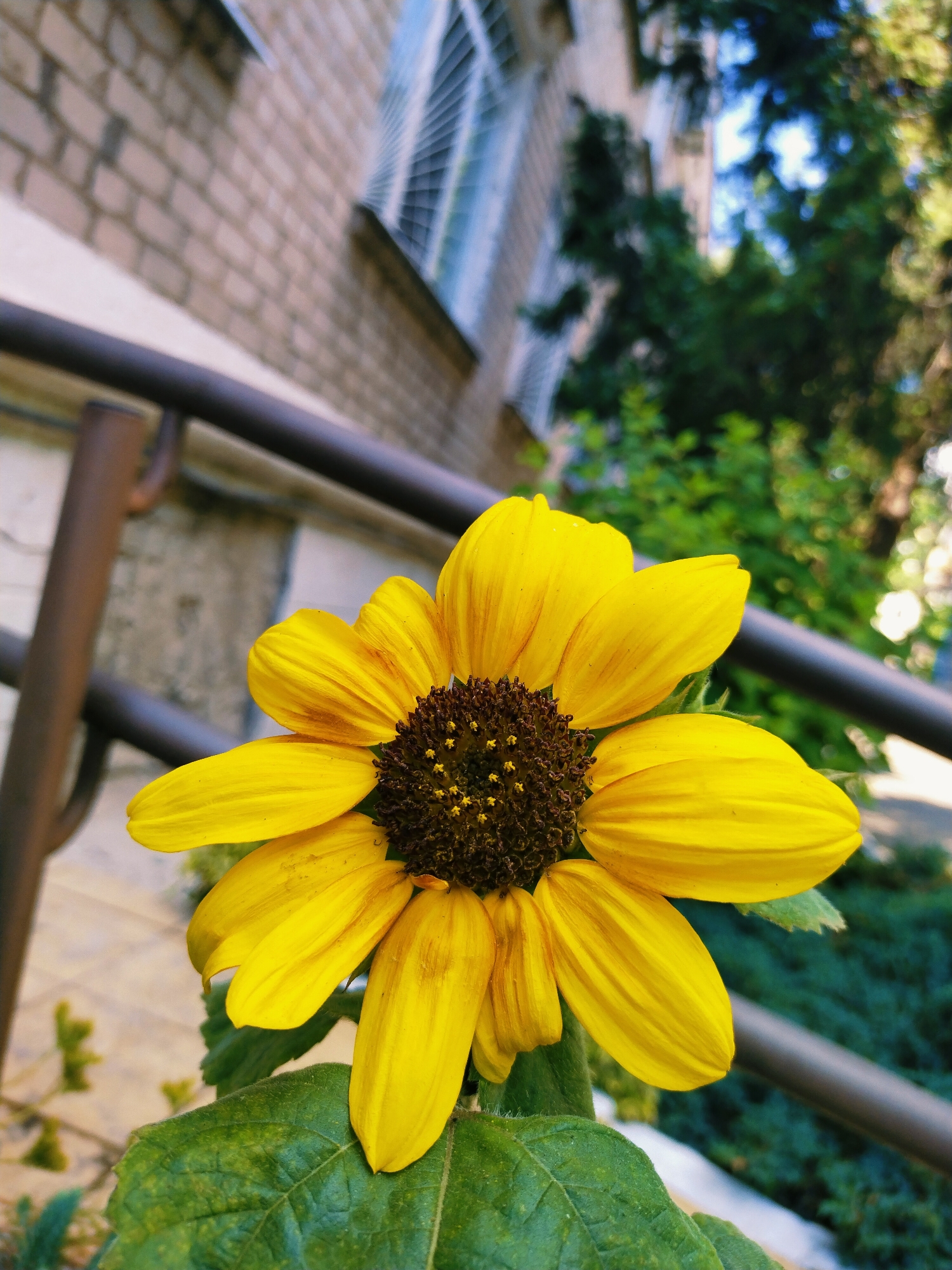 A close-up shot showcases a vibrant yellow sunflower in the foreground, its petals unfurling against a blurred background. The flower's dark brown center is detailed with small, yellow specks. To the left of the sunflower, large, green leaves are visible, with one leaf prominently in focus.
Behind the flower, a dark metal railing runs diagonally across the frame. Beyond the railing, the background is a soft blur of a light-colored brick building with a window featuring vertical blinds, and lush green foliage and trees. The overall lighting suggests a daytime scene, possibly a sunny day, given the bright colors of the sunflower and the highlights on its petals. The setting appears to be outdoors, with architectural and natural elements suggesting an urban or suburban environment. No people or text are visible in the image. The context provided places this scene in Horishni Plavni, Ukraine.