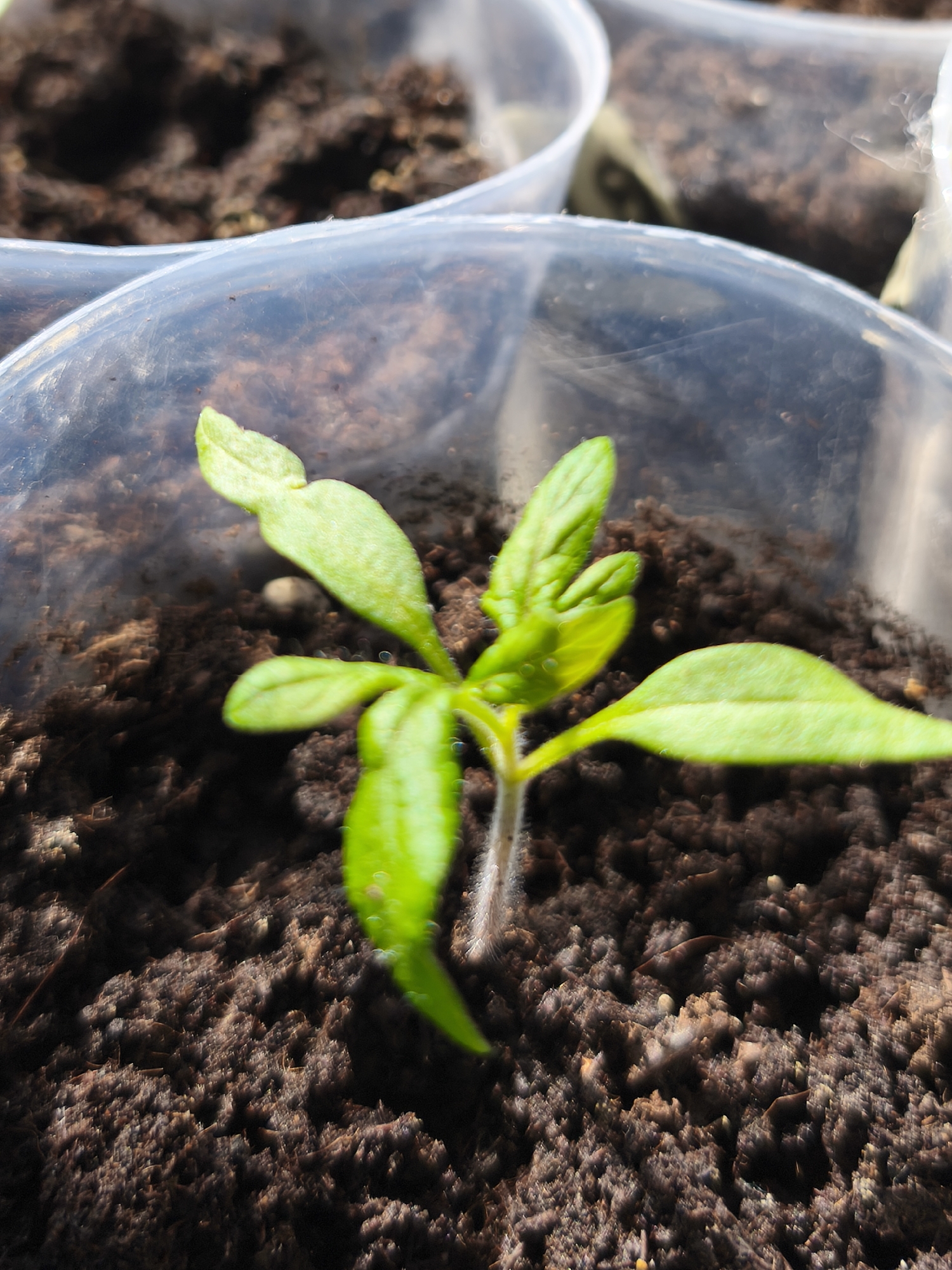 A close-up shot depicts a seedling planted in dark, moist soil within a clear plastic container. The seedling has several bright green leaves and a thin, slightly fuzzy stem. The soil appears rich and organic. The depth of field is shallow, causing the background and edges of the container to be out of focus. There is no evidence to indicate a location in Парэчча, Belarus.