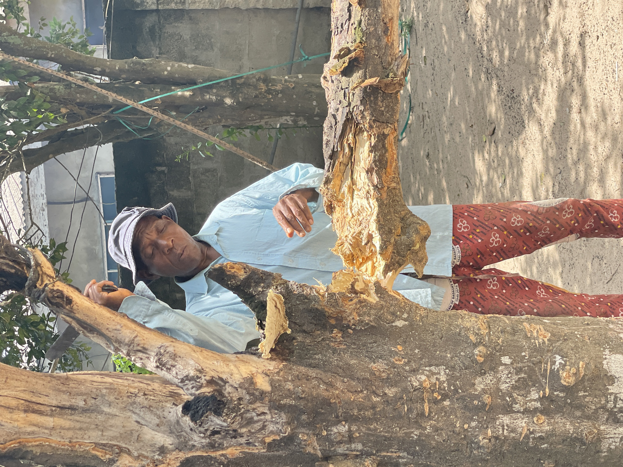 An older man is depicted resting or sleeping on a large, freshly cut or broken tree trunk in an outdoor setting in Badagry, Nigeria. His eyes are closed, and he is wearing a light blue, striped long-sleeved shirt, dark patterned trousers, and a dark cap. One hand is visible near his chest, holding a small, dark object.
The scene takes place during the day, indicated by the bright light and clear shadows on the sandy ground. The background features parts of concrete or block buildings and other tree branches, some with green foliage. A light blue strap or rope is tied around one of the background branches.
The tree trunk the man is leaning on appears to be recently processed, with large sections of bark removed, revealing lighter wood underneath. Some areas show rough, splintered surfaces. Another section of the tree trunk with textured bark is prominent in the foreground.
Text is visible on the man's trousers, including "BADAGRY 1940-2019" and other smaller, repeating patterns that resemble text like "AN OF BADAGRY". The overall impression is one of a person taking a rest amidst natural elements, possibly after work involving the tree.