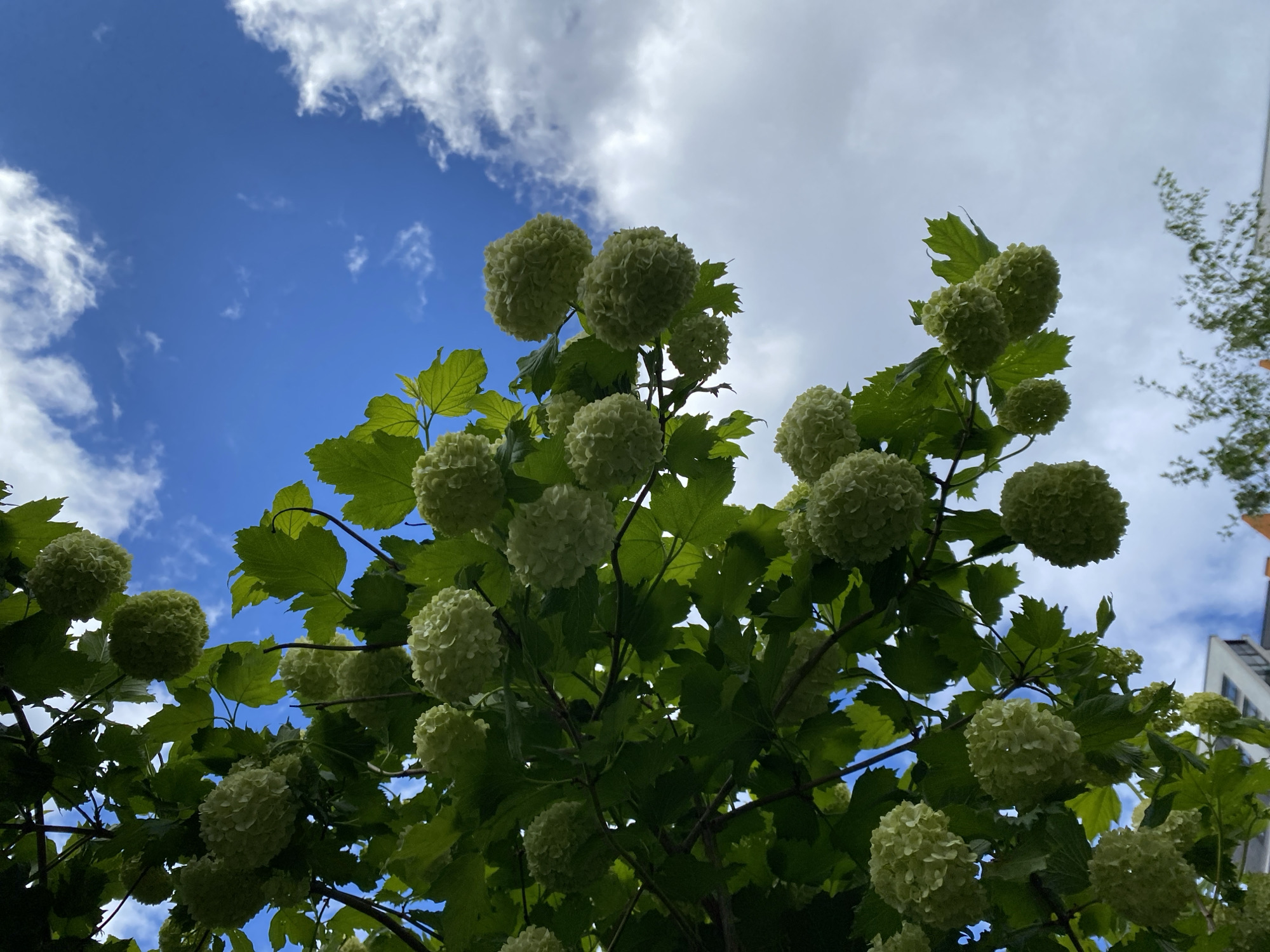 A low-angle shot looking upward reveals a flowering bush with large, spherical, light-green flower clusters against a partly cloudy blue sky. The bush has green leaves, and some branches are visible. In the background on the right, a building is partially visible, suggesting an urban setting. The lighting is bright, suggesting it is daytime. The composition emphasizes the floral display against the sky. The location is Saint Petersburg, Russia.