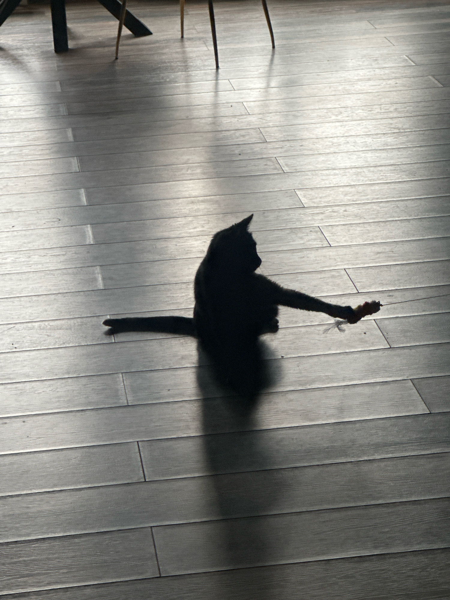 A black cat is playing with a toy mouse on a wooden floor. The cat is in silhouette, with its body partially obscured by shadow. It is sitting on its hind legs with its front paws extended, batting at the toy. The toy mouse appears to be made of fabric and has a string attached to it. The floor is made of dark wood planks and is lit by sunlight, which casts long shadows across the room. The scene appears to be indoors, possibly in a home or apartment. There are no people visible in the image. The location of Virki, Russia is not discernible from the image.