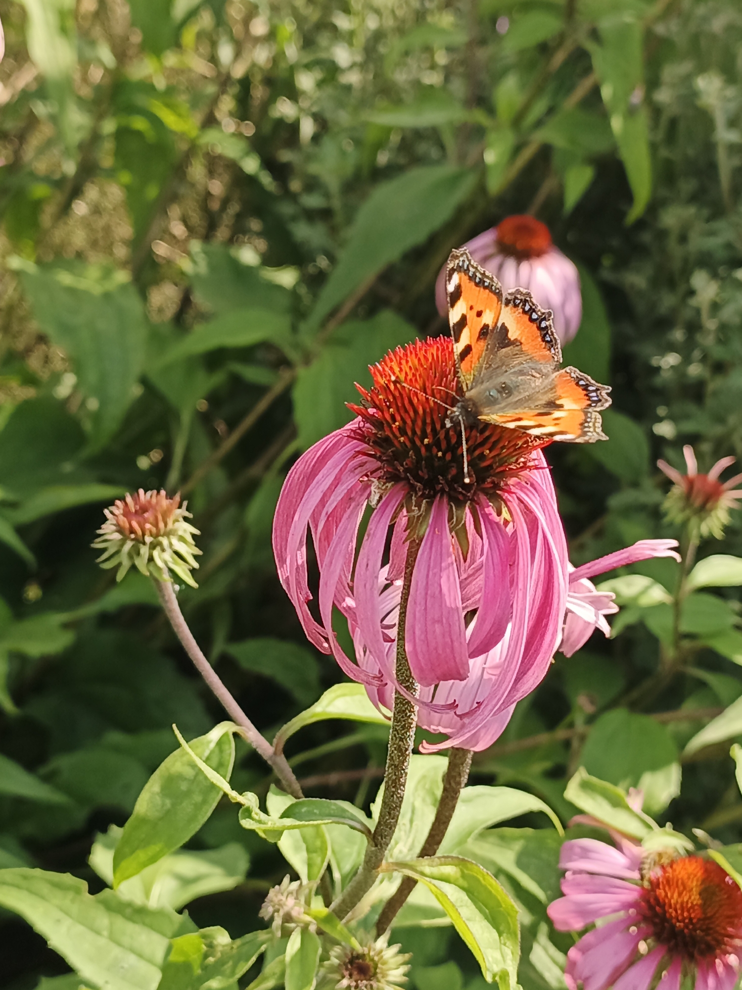 The image shows a close-up of a butterfly with orange and black wings perched on a pink coneflower. The flower has spiky, reddish-orange center and delicate pink petals. The background is blurred, showing green foliage and other coneflowers, some in bloom and some as buds. The lighting suggests it is daytime and possibly sunny, with dappled light visible on the leaves. The scene appears to be in a garden or natural outdoor setting. The location is specified as Medvedyovka, Russia. There are no people or any explicit human interaction visible in the image.