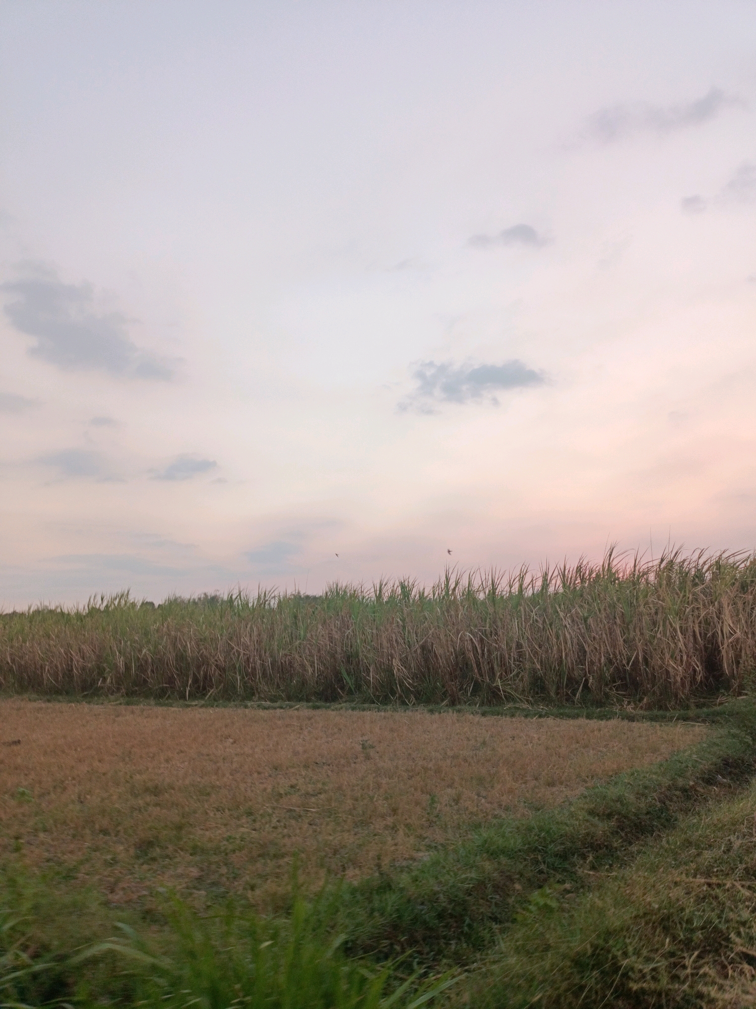 The image depicts a rural landscape in Badas, Indonesia, featuring a field of tall grass, likely sugarcane, in the foreground. The sky is a soft gradient of pale blue and pink, with scattered grey clouds. The field appears to be harvested, with dry stalks and some greenery visible. The overall atmosphere suggests a peaceful evening in the countryside.