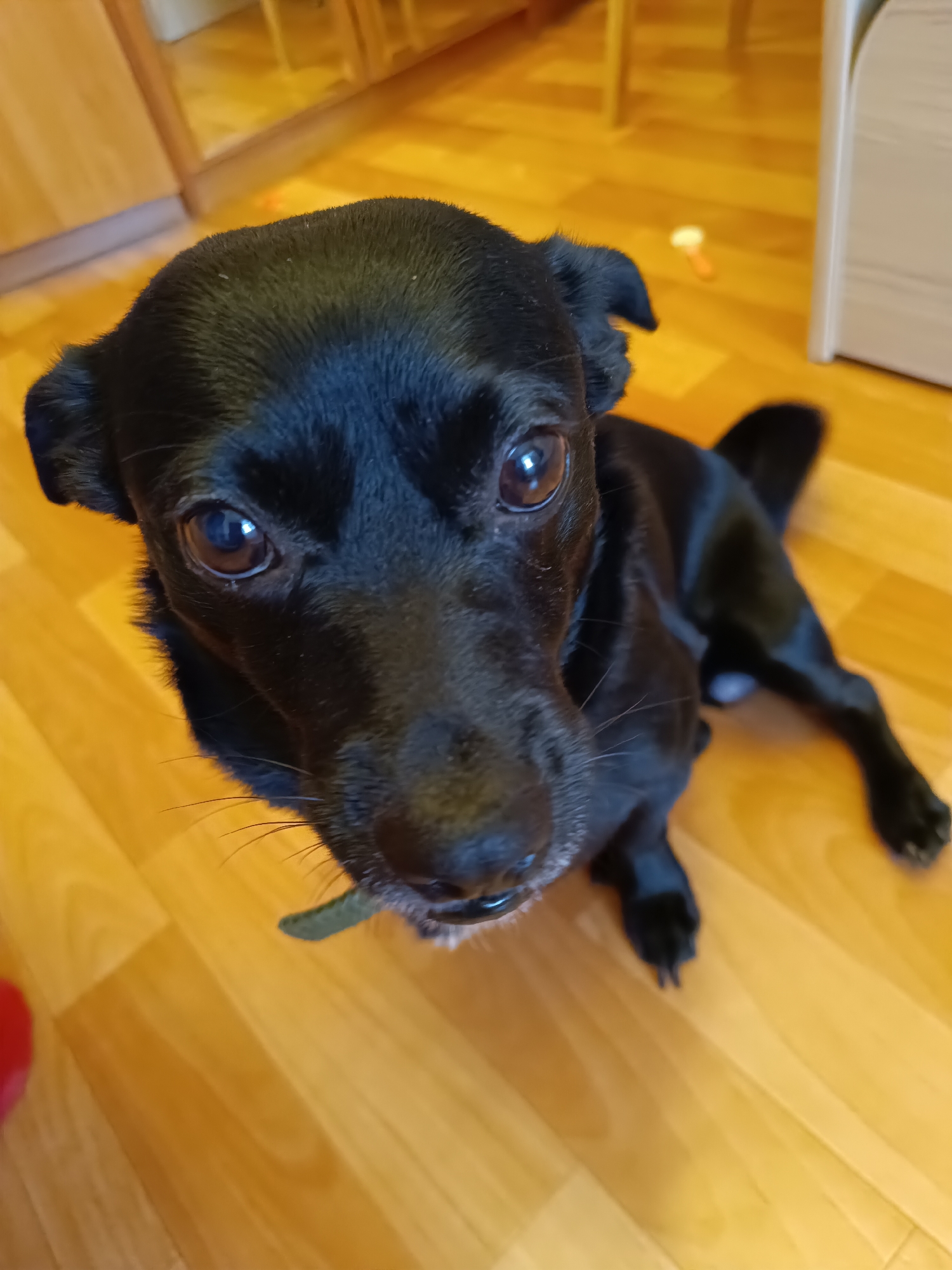 A small, black dog with brown eyes sits on a light brown wooden floor. The dog is looking directly at the camera. A green collar is visible around its neck. A cabinet is partially visible in the background. A bright orange object and some furniture are visible, but are out of focus, in the distance behind the dog. The image was not taken in Tobolsk, Russia.