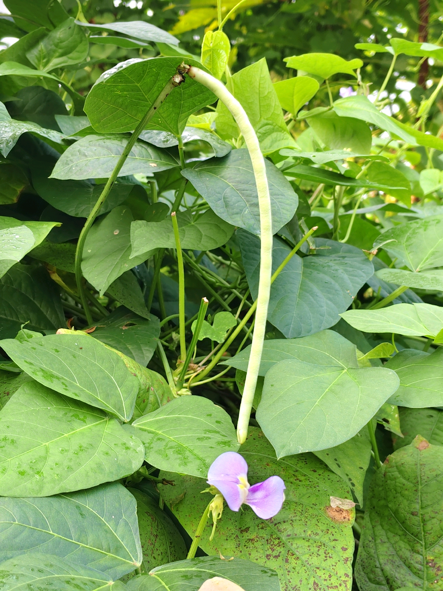 A close-up, high-angle shot captures a long, pale green bean pod hanging from a vine amongst lush green foliage. A delicate, light purple flower with yellow stamens is in bloom near the base of the pod. The leaves are broad and veined, some showing small brown spots. The scene is set in a garden environment, typical of rural areas like Garmi, India, where such vegetables are commonly cultivated. The lighting suggests it is daytime, possibly after a rain shower, as some leaves appear wet. There are no people or animals visible in the frame.