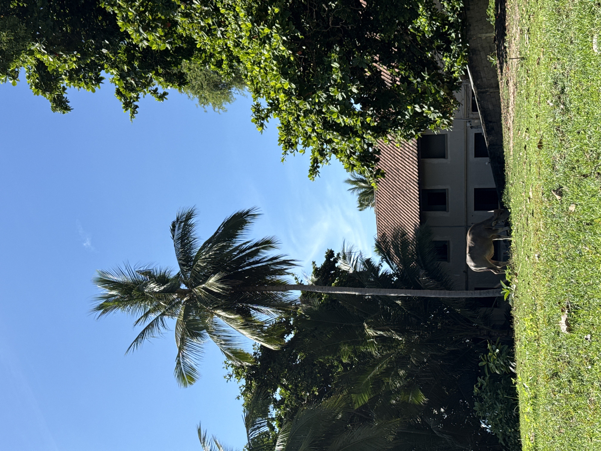 In the city of Baan Chaweng Noi, Thailand, on a sunny day, a water buffalo grazes in a grassy field in front of a two-story building with a terracotta tiled roof. The building, possibly a house or guesthouse, has neutral-colored walls and dark-framed windows. Lush green trees, including a tall coconut palm tree, surround the scene, with their leaves casting shadows. The sky is a clear, bright blue with a few wispy clouds. The foreground consists of a well-maintained lawn.