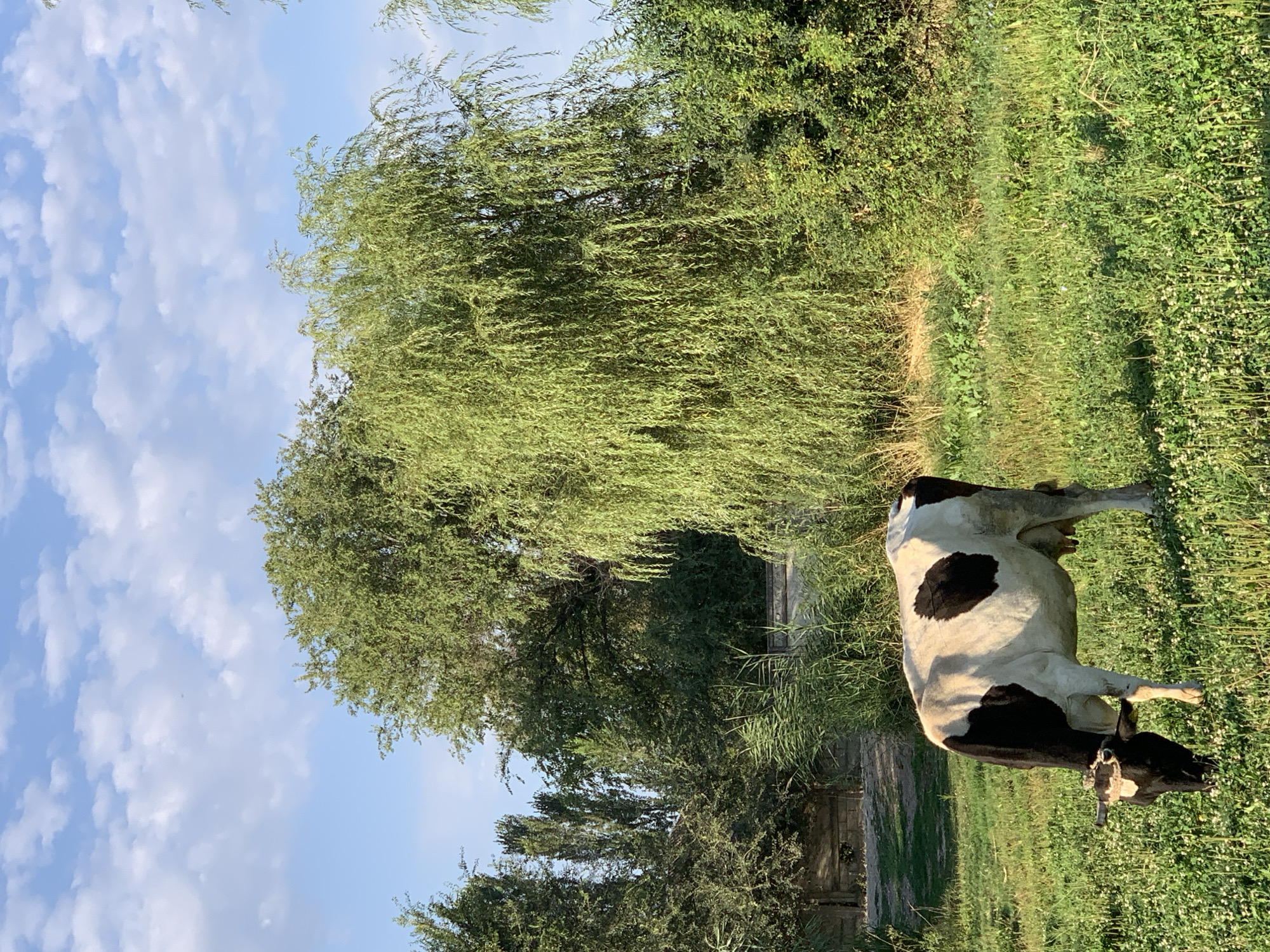 A black and white cow is grazing in a lush green field. The cow is facing towards the left of the frame, with its head down, eating grass. The field is covered in green grass and small white flowers. In the background, there are several trees, including a large weeping willow tree on the right. The sky is blue with scattered white clouds. The scene appears to be a peaceful rural setting, likely on the outskirts of Komsomolskoe, Kyrgyzstan, given the natural landscape and the presence of livestock. There are no people visible in the image.