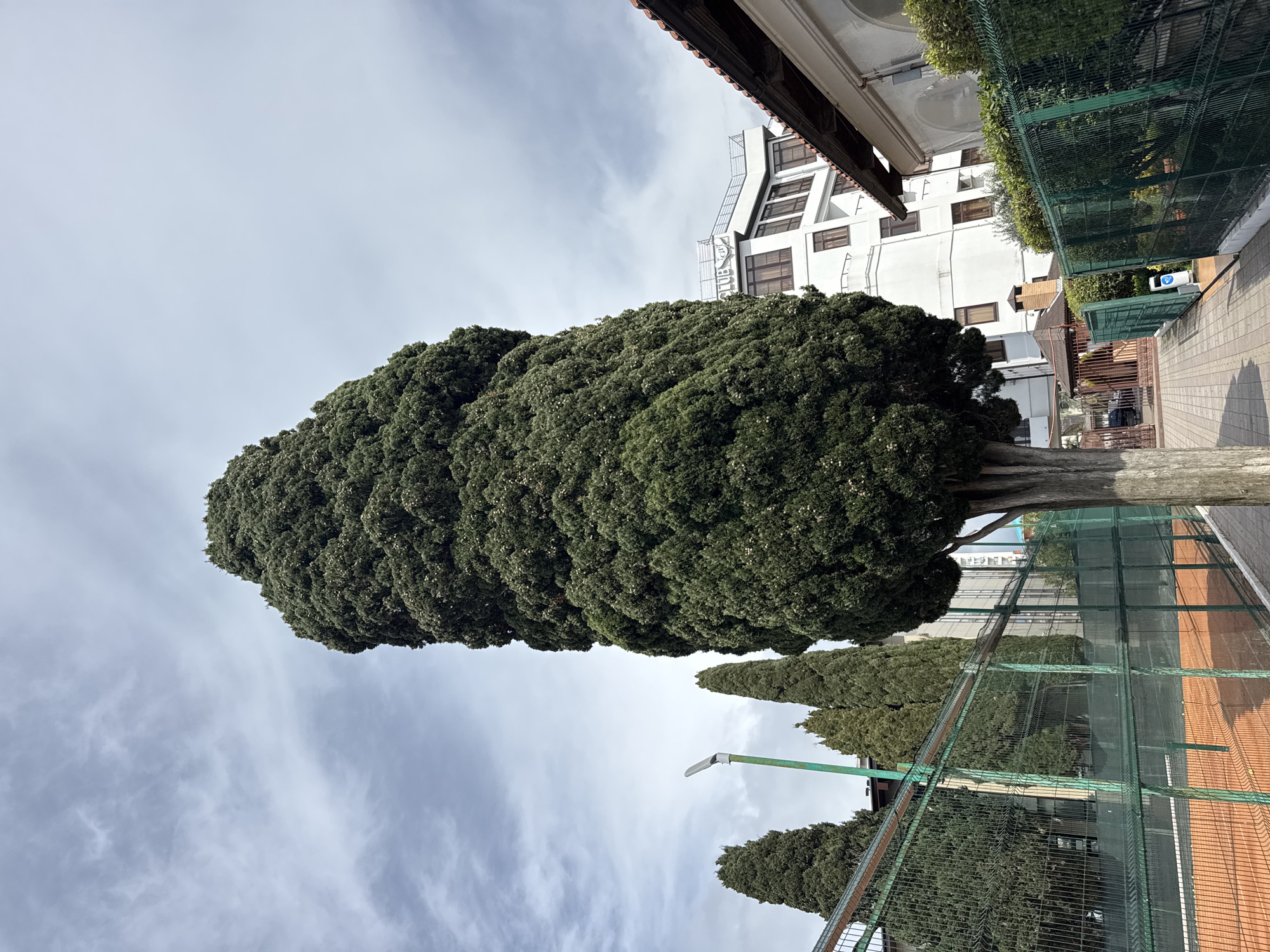 The image shows a tall, cylindrical tree with dense green foliage located in Sochi, Russia. The tree stands next to a tennis court, with a green chain-link fence separating the court from the surrounding area. In the background, there is a white building with multiple windows. The sky is overcast with a mix of white and gray clouds. A street lamp is visible behind the tree.