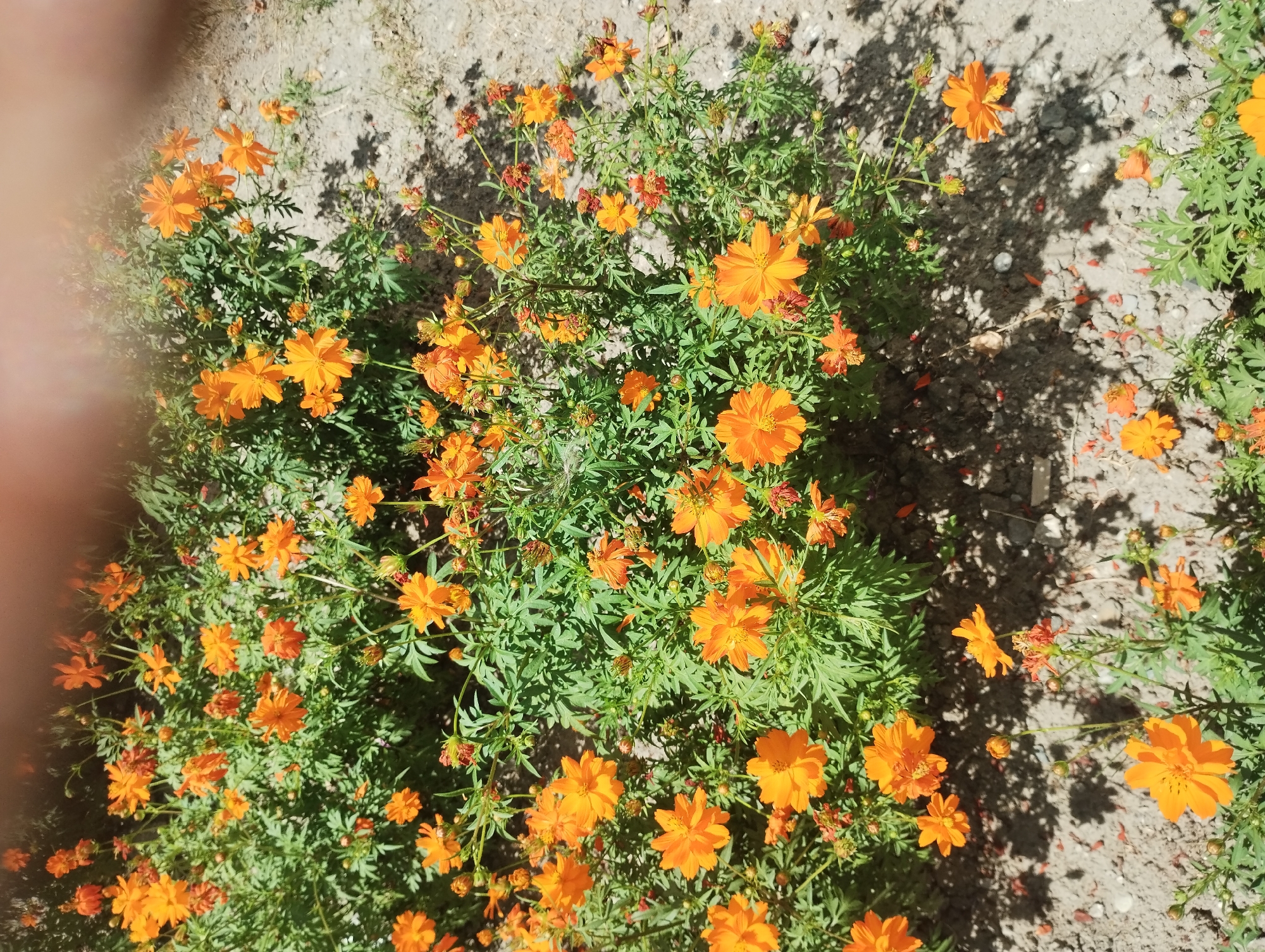 This is a photograph of a flowerbed filled with bright orange cosmos flowers. The flowers are in bloom, with many of them open and some still as buds. The leaves of the plants are a vibrant green and appear feathery. The flowerbed is located outdoors, with a patch of dry, sandy soil visible in the foreground and background. Shadows from the plants are cast across the soil, indicating a sunny day. The overall impression is one of a well-maintained garden or park area. No people are visible in the image. The location in Sumy, Ukraine cannot be determined from the image alone, as there are no identifying landmarks.