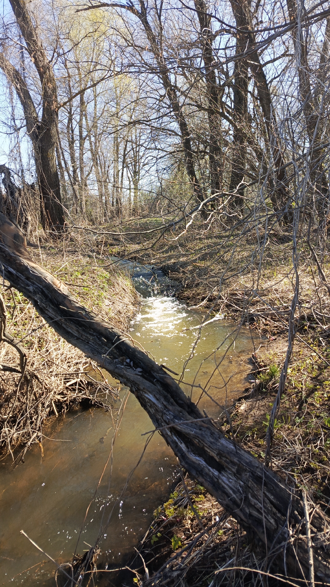 The image depicts a small, slow-moving stream flowing through a wooded area. The water appears murky, with a brownish tint. A fallen tree branch dominates the foreground, partially submerged in the water and covered in smaller twigs and debris. The banks of the stream are lined with dead leaves, branches, and some sparse green vegetation. Bare trees with intertwined branches fill the background, indicating a late autumn or early spring setting. The sky is visible through the branches. The photograph was taken in Кемуль, Russia.
