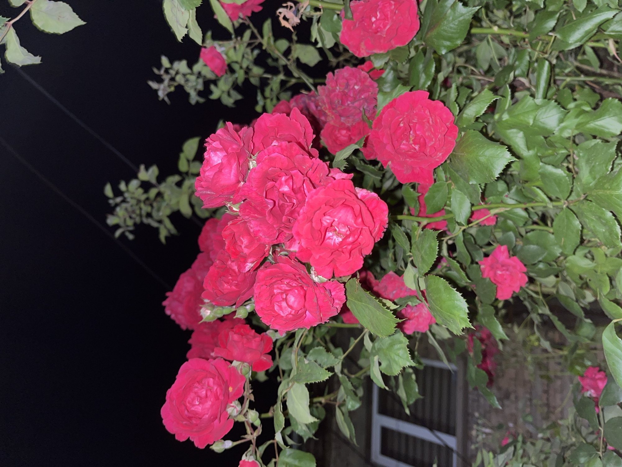 The image displays a close-up of vibrant dark pink and red roses blooming profusely on a plant against a dark, presumably night, sky. The roses are the dominant subject, appearing in numerous clusters with rich, deeply colored petals and prominent green leaves. Many individual roses are in full bloom, showcasing their layered petals, while others appear as buds or younger blossoms.
The time of day is clearly night, as indicated by the uniformly dark, almost black, background. The roses and their foliage are illuminated, likely by an artificial light source, which accentuates their colors and textures. The composition positions the flowers to fill much of the frame, particularly on the right side and extending towards the bottom left, with green leaves weaving among them. In the lower right corner, a blurred background element with horizontal lines, possibly part of a building or fence, is faintly visible, suggesting the roses are growing near a structure. There is no specific activity taking place, nor is any text visible in the image. This floral scene is situated in Shumen, Bulgaria.