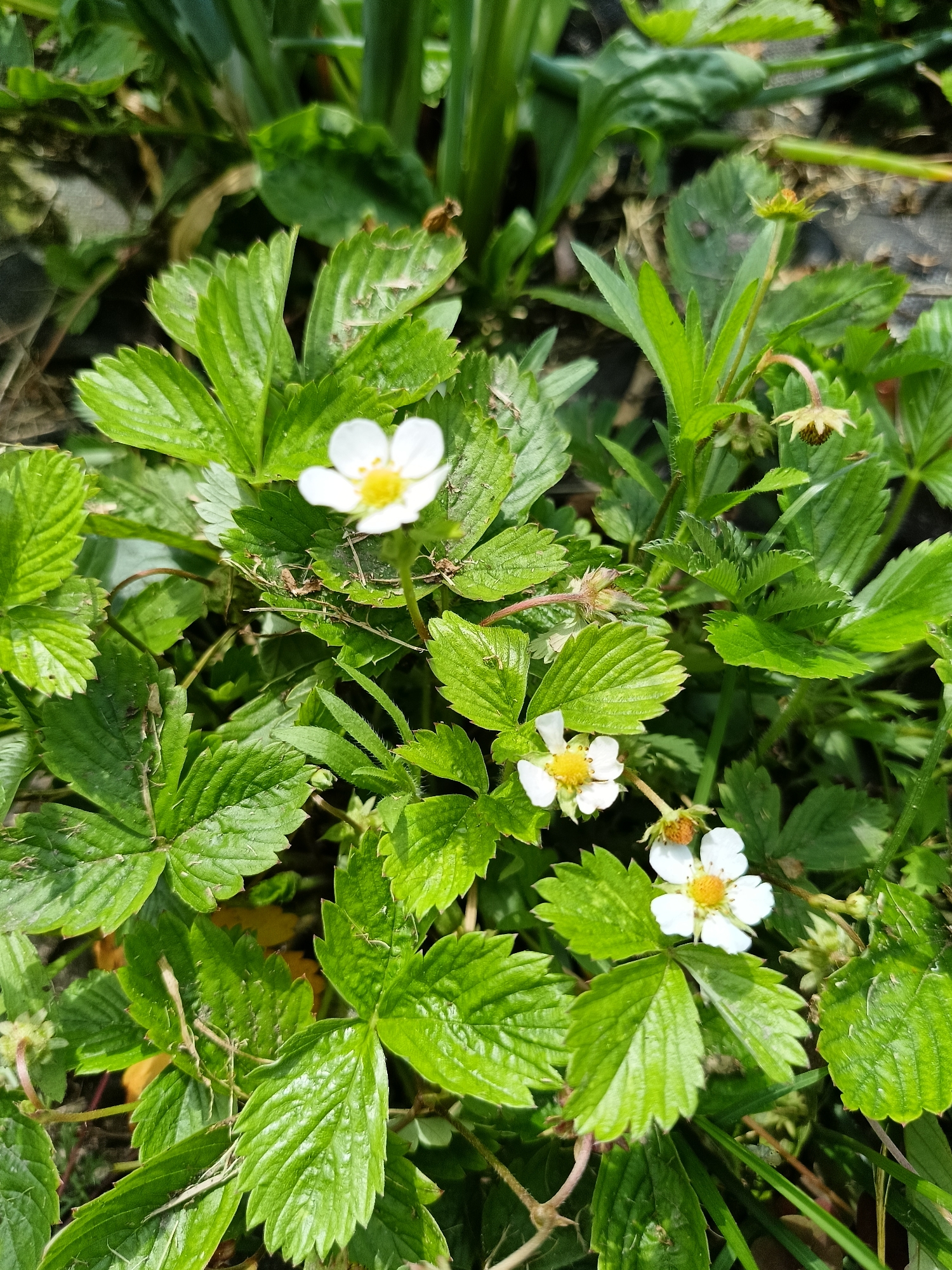 In Lagovskoe, Russia, a close-up, eye-level shot showcases a patch of wild strawberry plants. The foreground is dominated by vibrant green, serrated leaves, some showing signs of minor damage or discoloration. Several small, delicate white flowers with yellow centers are in bloom, with their petals slightly curved. Some developing or withered flower buds are also visible. The background is a blur of green foliage and hints of brown earth, suggesting a natural, outdoor setting. No people or animals are present.
