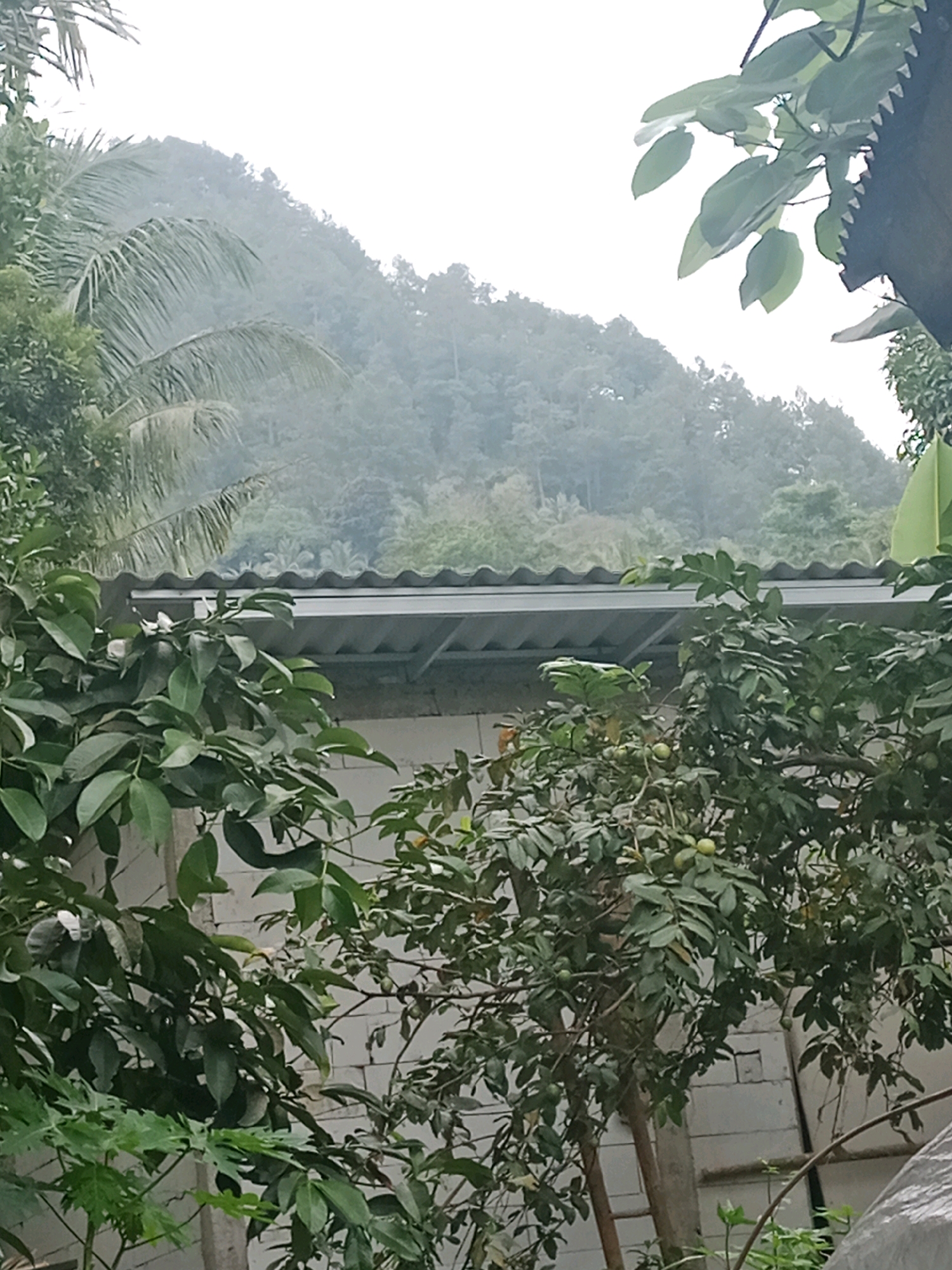 The image depicts an outdoor scene, likely a backyard or garden area, with a mist-covered hillside in the background. In the foreground, various trees and plants are visible, including a tree bearing small green fruits, likely a guava tree, and a papaya plant. A low-lying structure, possibly a roof or shed, with a corrugated metal roof, runs horizontally across the mid-section of the image. Behind this structure, a white brick wall is partially visible. The overall impression is a lush, somewhat overgrown natural setting adjacent to a domestic area, possibly in or around Kramat, Indonesia, given the tropical vegetation. The atmospheric conditions suggest either early morning mist or light fog, obscuring the distant hillside and creating a hazy effect. No people or animals are present in the image.