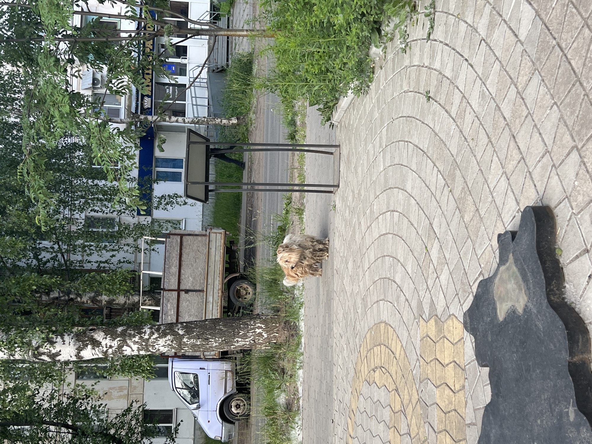 The image captures an outdoor scene on a sidewalk in the city of Chaikovsky, Russia. In the foreground, a dark, irregularly shaped object, possibly a monument base, lies on a patterned concrete surface. To the left, a light purple truck with a weathered flatbed is parked on the side of a road, partially obscured by a tall birch tree with distinctive black and white bark. Behind the truck and tree, a multi-story building with light-colored walls and numerous windows is visible. In the middle ground, two small, shaggy dogs, one light brown and the other darker brown, stand on the sidewalk near a dark metal structure with a sloped top, possibly a display stand or informational kiosk. A person in dark clothing is walking behind the kiosk, moving away from the camera. The background features lush green trees and more buildings, suggesting a residential or mixed-use urban area. The overall setting appears to be a public space with elements of both nature and urban infrastructure.