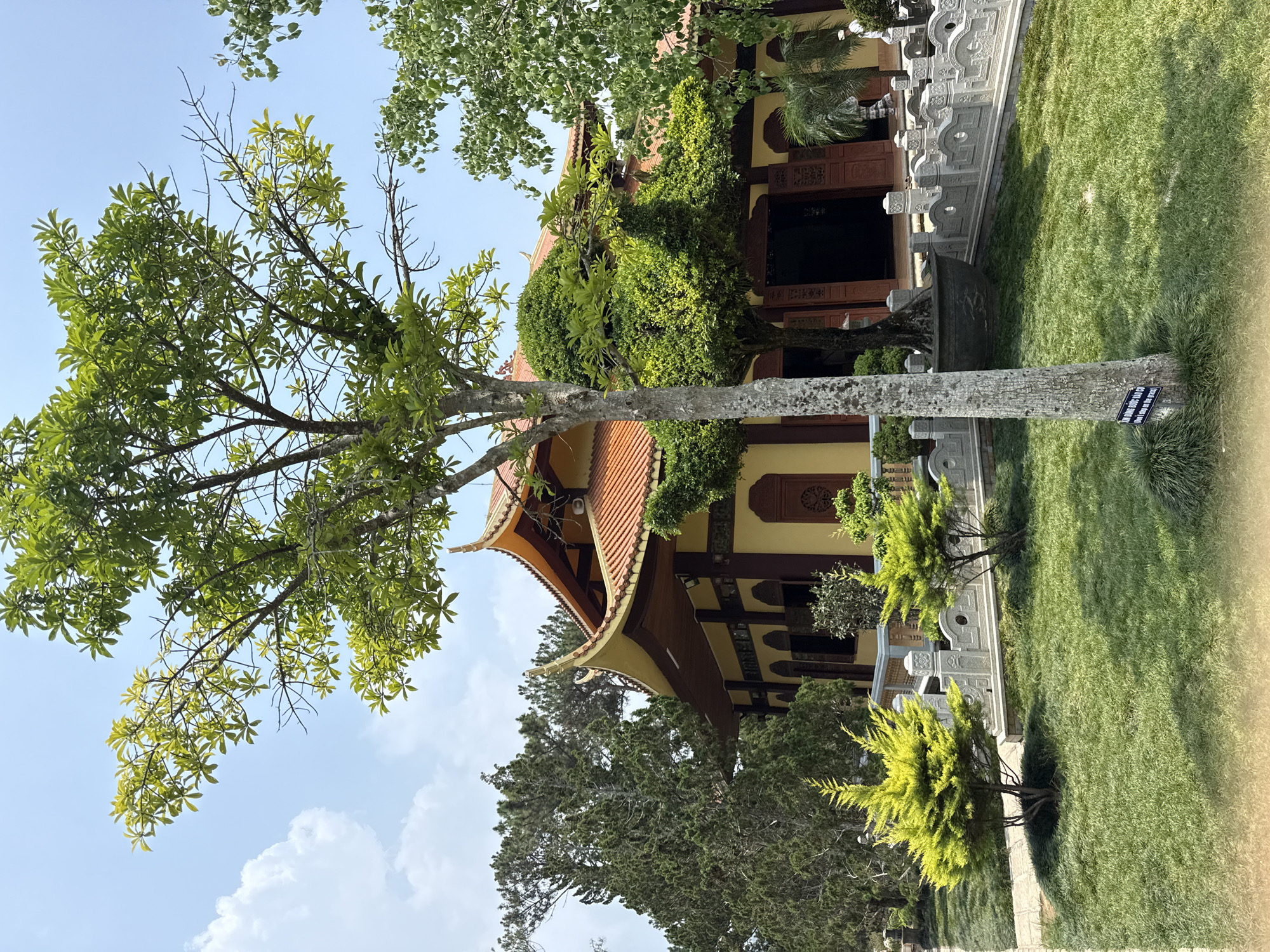 A low-angle, eye-level shot captures a building in Da Lat, Vietnam, framed by trees and greenery. The building features a multi-tiered, orange-tiled roof with curved eaves. The facade is painted in shades of yellow and brown, with dark brown wooden doors and ornate carvings.
A large tree dominates the left side of the frame. It has light green leaves and a tall, bare trunk. In the foreground, manicured green lawns extend toward the building. The lawn is punctuated by small, conical-shaped evergreen trees.
A gray stone balustrade runs along the edge of the lawn, separating the building from the open area. The sky is pale blue with scattered white clouds. The overall scene appears tranquil and well-maintained. A small sign is affixed to the tree trunk.