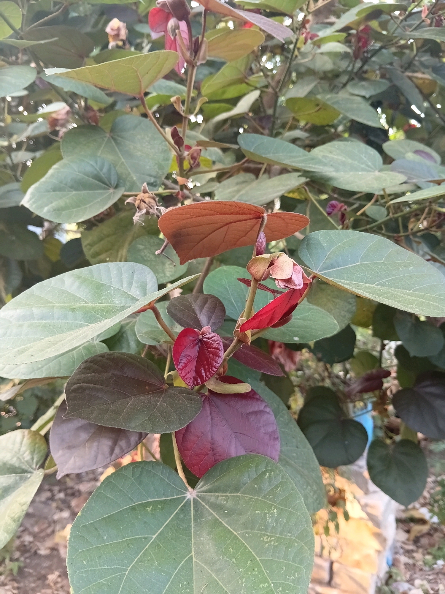 The image captures a close-up of a plant with large, heart-shaped leaves in shades of green, reddish-brown, and deep purple. The leaves are prominently featured, with some displaying visible veins. Small buds and delicate pinkish flowers are also present on slender stems, some tinged with red. The plant appears to be outdoors, with a blurred background that suggests natural foliage and possibly some man-made objects, such as a blue plastic item and a light-colored surface that might be pavement or ground. The lighting indicates it is daytime, possibly late afternoon or early morning given the soft light. The scene is consistent with an outdoor setting in Cikal, Indonesia, such as a garden, park, or a residential yard. There are no people or animals visible in the frame.