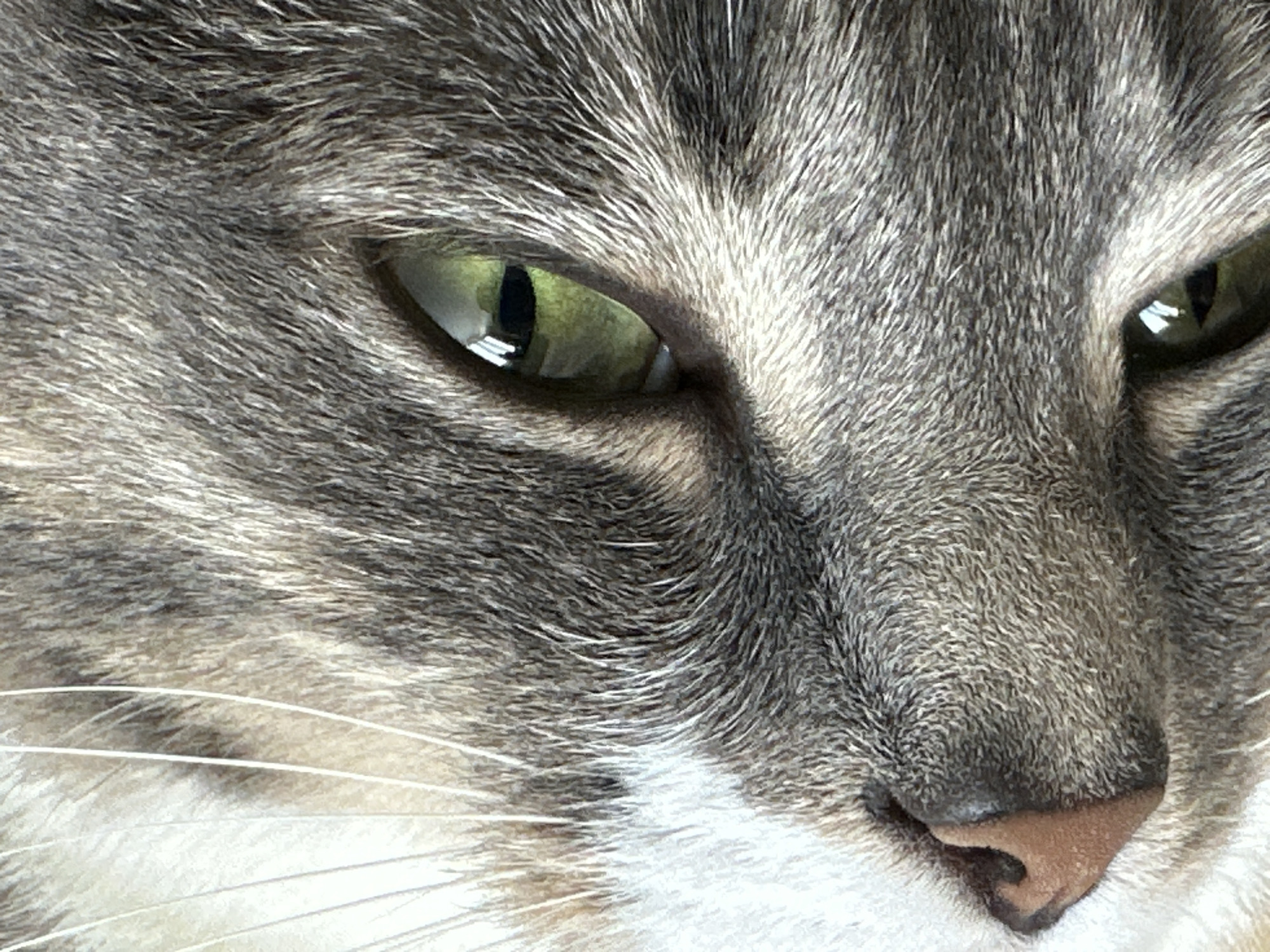 A close-up, profile view of a domestic cat's face is captured. The cat's fur is a mix of gray and white, with distinct tabby markings around its eye. The cat's left eye is open and a vibrant green, reflecting light from an unseen source. The pupil is a vertical slit. The cat's nose is a light brown color with visible texture. A few white whiskers extend from the left side of its face. The background is soft and out of focus, providing no discernible environmental context.
