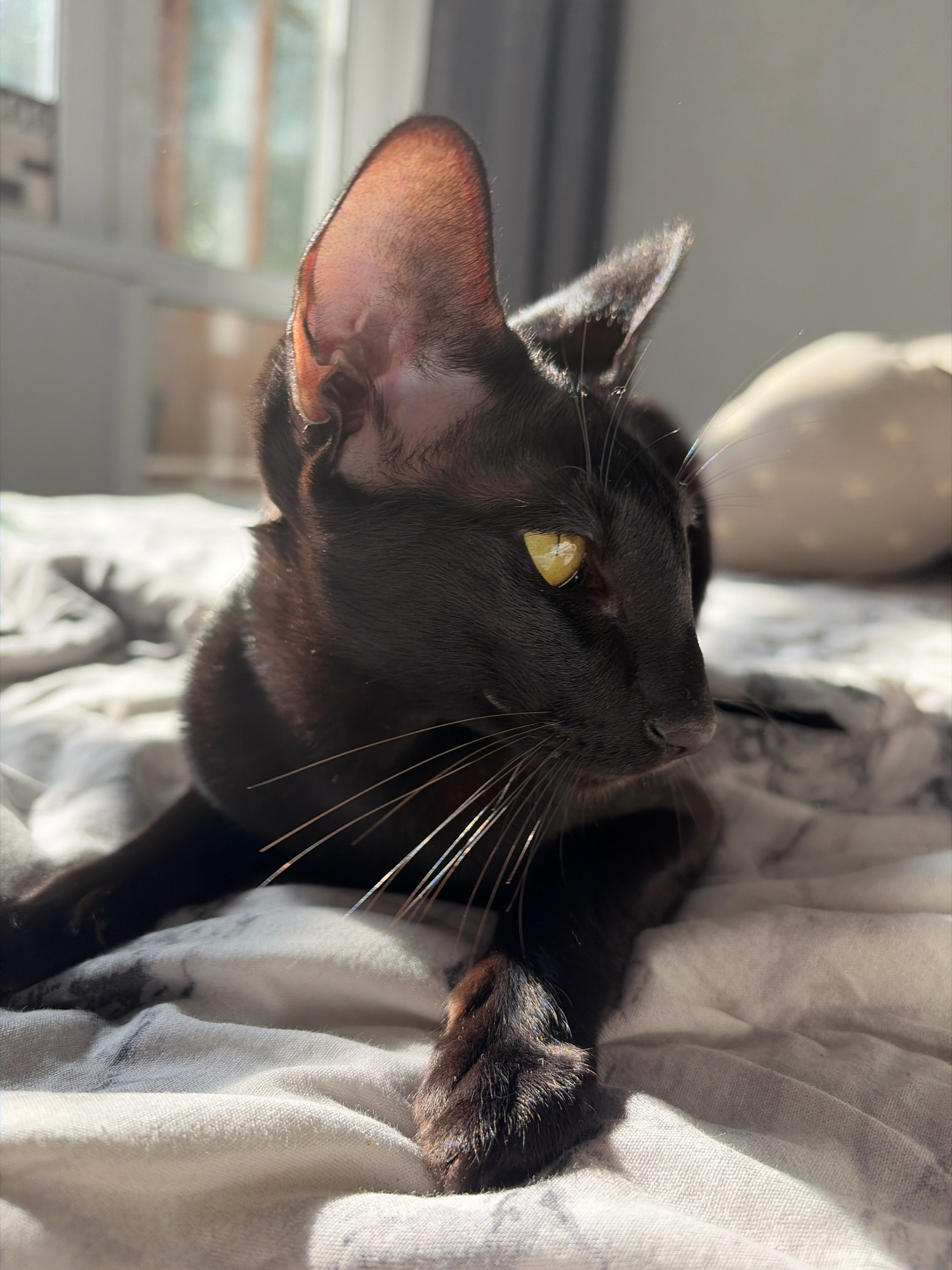 A black cat with large ears and yellow eyes is lying on a bed with a patterned comforter. The cat is in profile, looking to the right, with its front paws crossed. Sunlight is streaming in from a window, casting shadows on the bed and highlighting the cat's fur and ears. The background is softly blurred, showing a window with some greenery outside and a light-colored pillow. The scene appears to be indoors, possibly in a bedroom. There are no people present. The image does not contain any elements that would allow for the determination of its location in Chaikovsky, Russia.