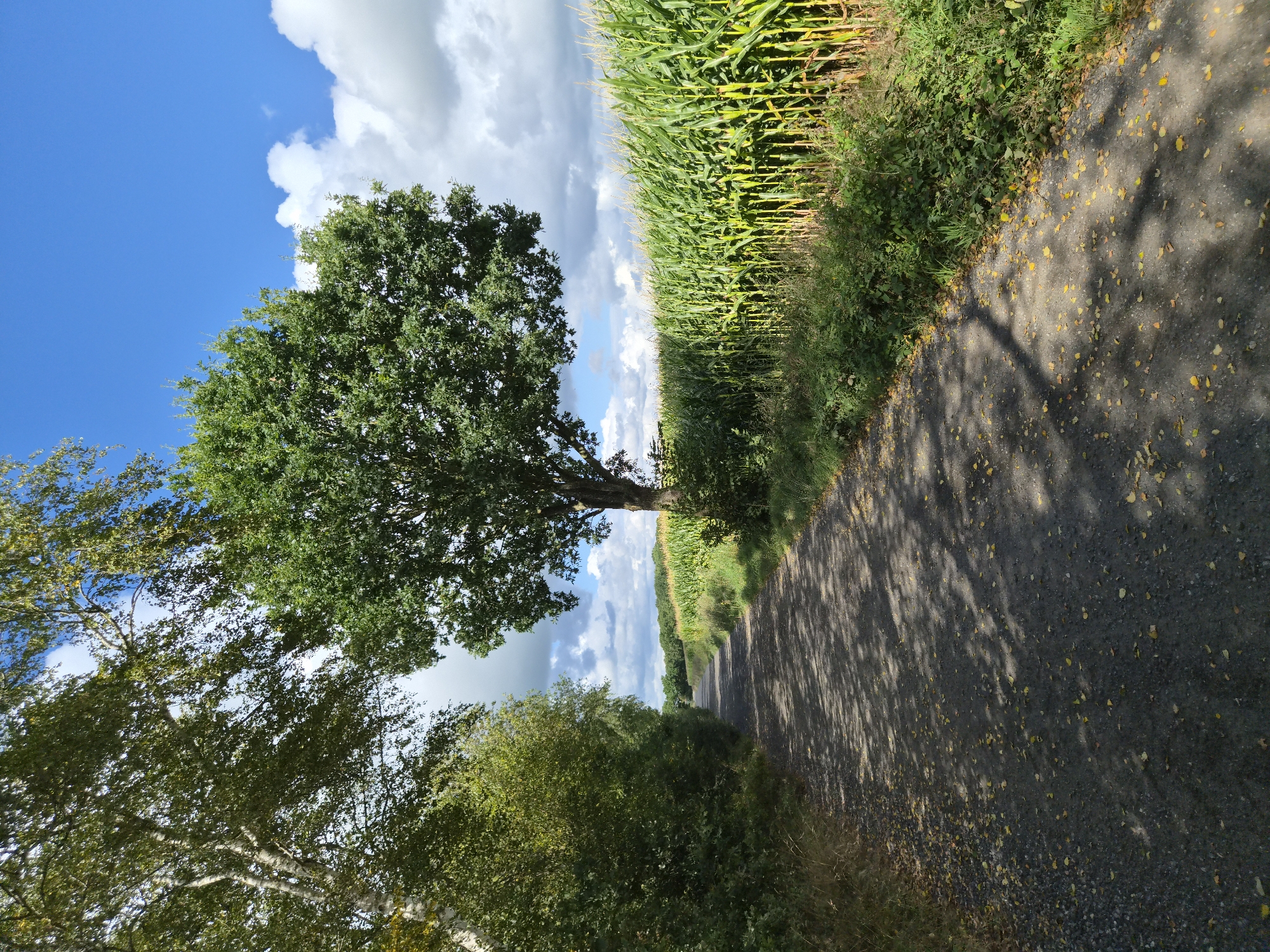 An outdoor, eye-level, full shot captures a gravel path leading into a rural landscape under a bright blue sky with scattered clouds. To the left of the path, a dense line of trees and bushes forms a verdant border. To the right, a tall field of corn stretches as far as the eye can see. A large deciduous tree with a full canopy stands prominently in the middle ground, casting dappled shadows on the path. The path itself is covered with small stones and scattered yellow leaves, suggesting the approach of autumn. The scene depicts a tranquil rural setting in Schiffdorf, Germany.