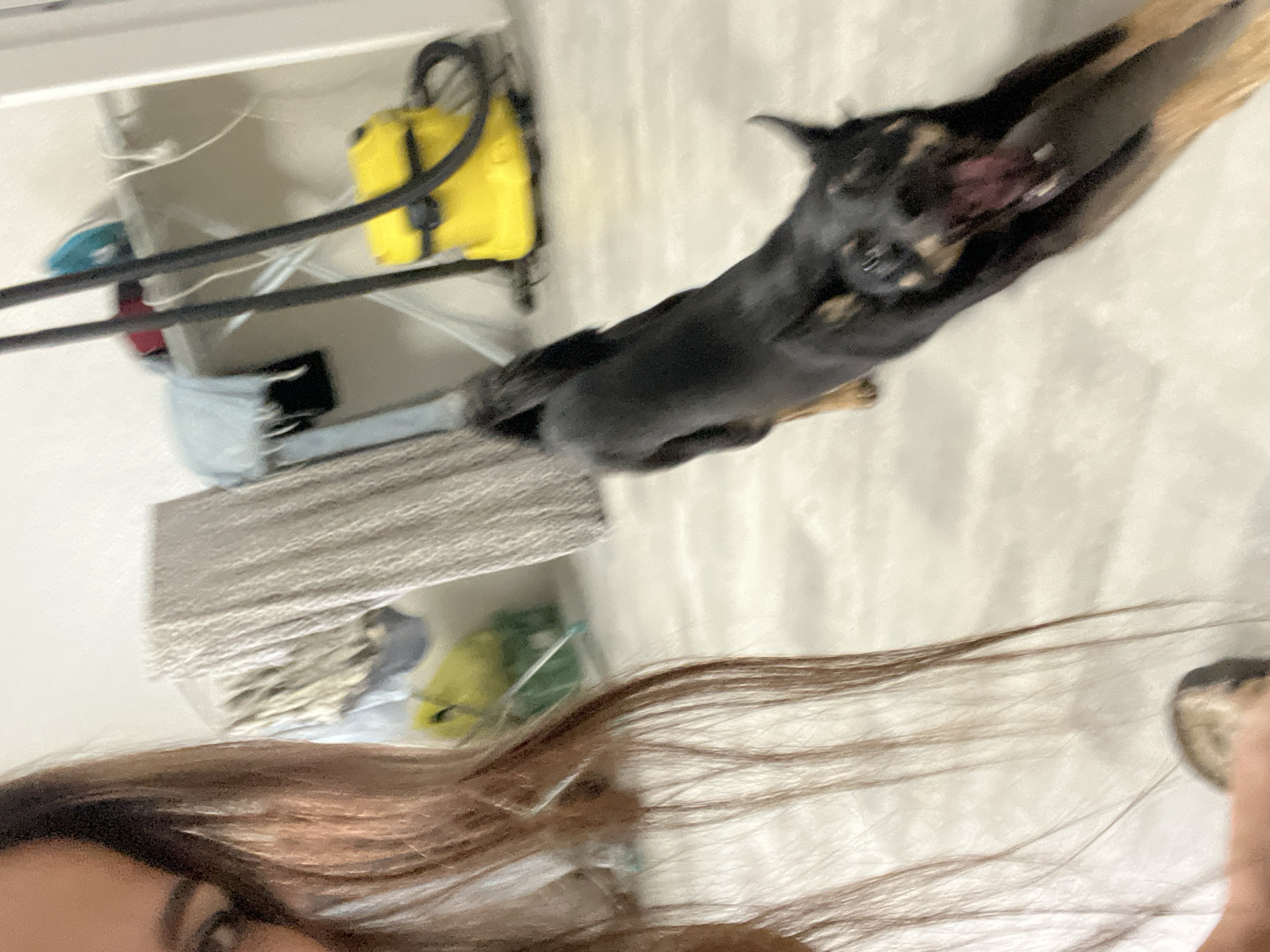 An indoor, blurry, medium shot captures a young woman and a dog in what appears to be a laundry or utility room. The woman, whose face is partially visible on the left, has long, dark brown hair and is holding an object in her hand. The dog, a small black and tan breed, is in the center of the frame, mid-stretch, with its mouth open and tongue visible. The background reveals a light-colored wall, a gray patterned curtain or draped fabric, and several household items including a yellow vacuum cleaner, an ironing board with an iron and some folded clothes, and a green storage bin. The floor is a light, textured material. The overall impression is a candid moment of play or interaction between the woman and her pet.