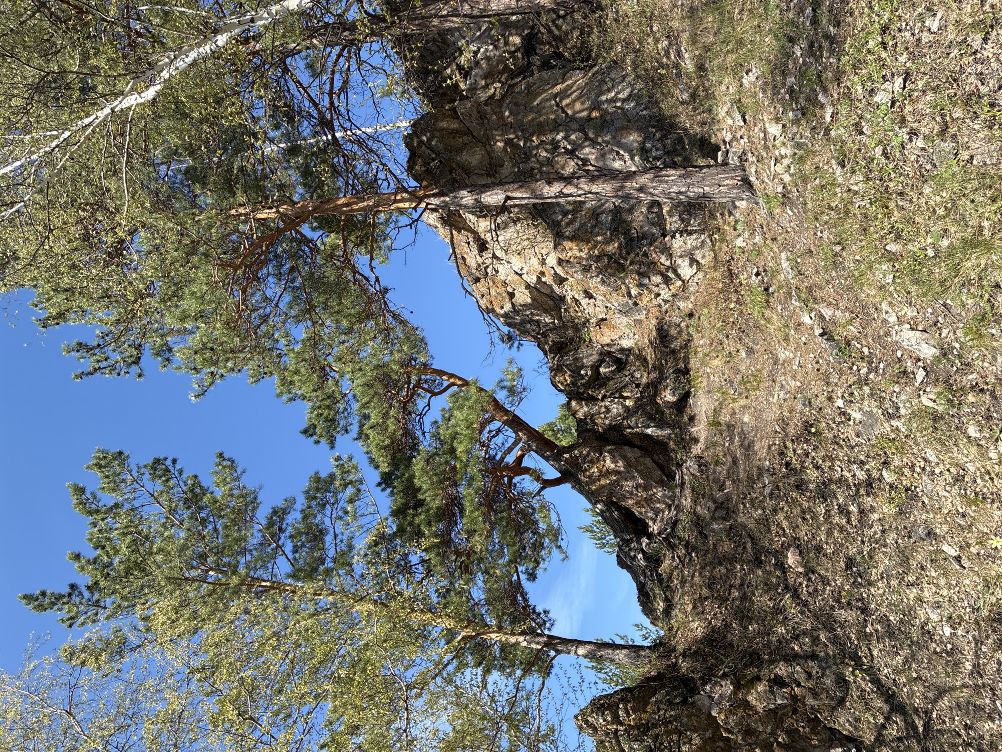 The photograph shows a rocky outcrop partially covered with dry grass and some trees against a clear blue sky. The location is unknown, but the presence of birch and pine trees suggests a temperate or boreal climate. The composition of the image is a low-angle shot, emphasizing the height of the rock formation and the upward reach of the trees. The scene appears undisturbed and natural.