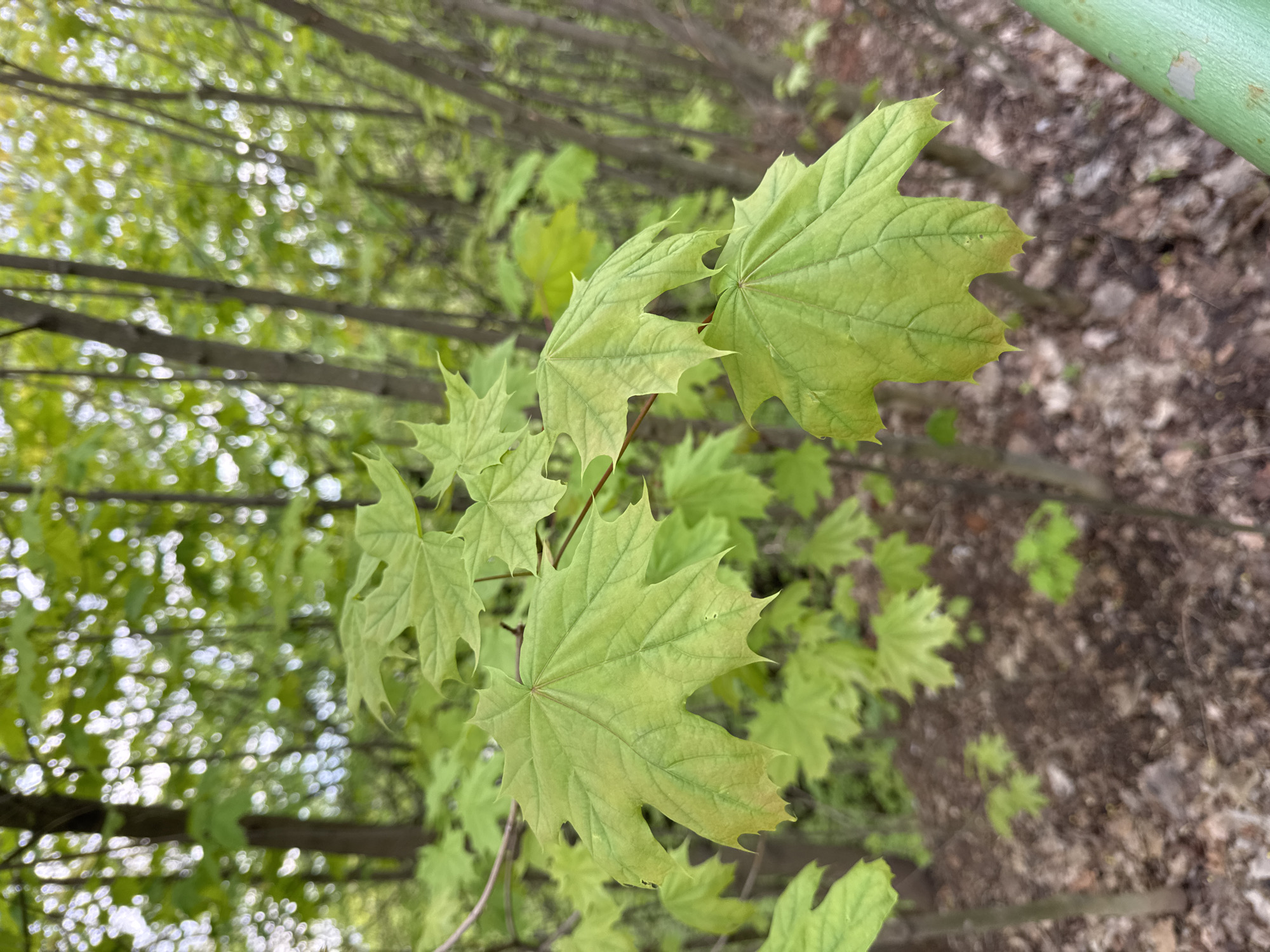 The image features several maple leaves in focus, with their distinctive palmate shape and vibrant green color. The leaves appear to be part of a tree branch, with other branches and foliage visible in the blurred background. To the right of the leaves, the ground is covered with brown mulch or soil. A green metal railing is visible in the upper right corner of the image. The location is Nizhny Novgorod, Russia.