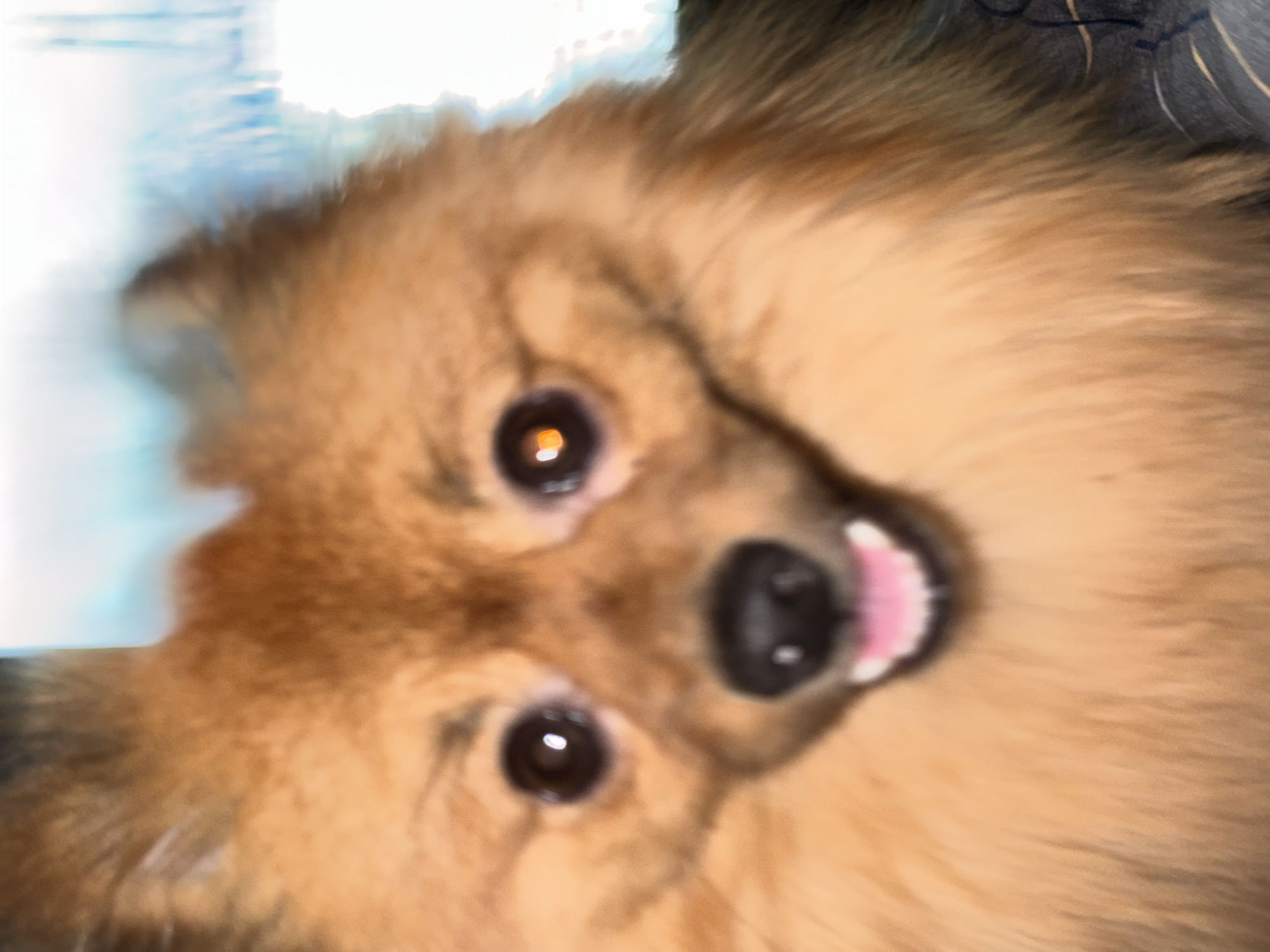An extreme close-up, blurry photograph captures the head of a small, fluffy dog, possibly a Pomeranian, tilted diagonally within the frame. The dog's rich, light brown and orange fur dominates the image. Its two dark, round eyes are prominently featured, each reflecting distinct, bright light sources that appear as orange and white spots within the pupils. A prominent black nose is visible in the upper-right portion of its face, and a small, pink tongue slightly protrudes, giving the dog a playful or panting expression.
The background is heavily blurred and indistinct, appearing as soft washes of light blue and white on the left side, transitioning to darker, more muted tones on the right. This blur suggests a shallow depth of field or motion, lending an abstract quality to the image. The overall impression is one of movement or an intimate, slightly out-of-focus snapshot. There are no identifiable objects or specific location cues in the blurry background, nor is there any visible text. The dog's expression appears curious or endearingly silly due to its pose and extended tongue. The image was taken in a location context of Khimki, Russia, though this cannot be visually confirmed from the photograph itself.