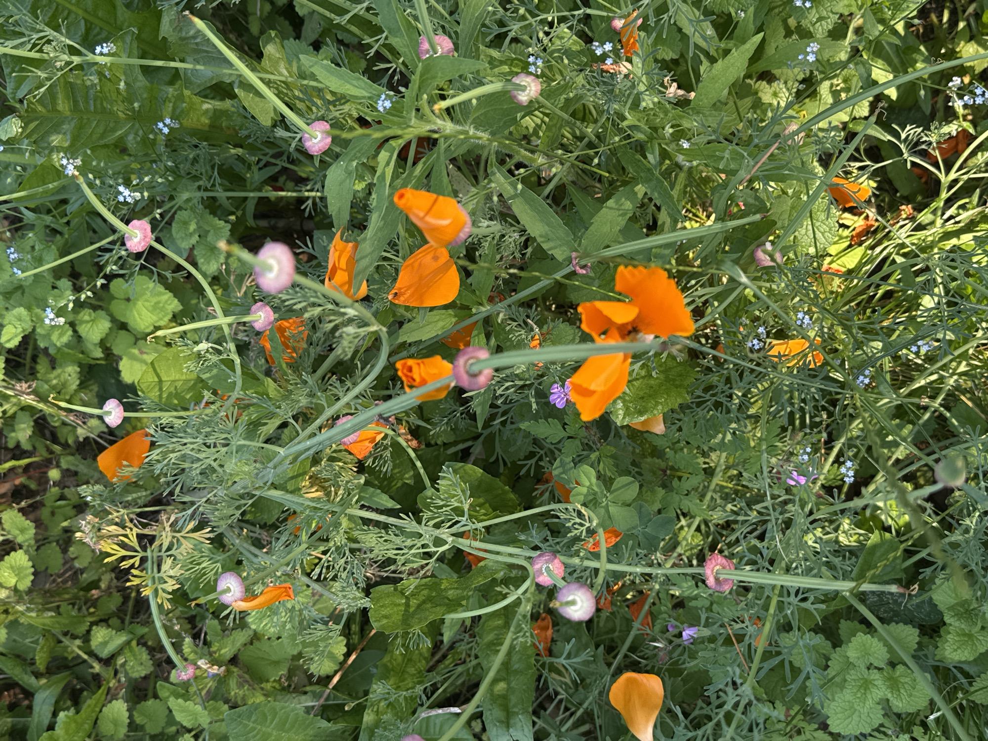 The image presents a dense patch of diverse flora, including vibrant orange California poppies (Eschscholzia californica) in various stages of bloom, from closed buds to fully open flowers and spent blossoms with seed pods. Interspersed among the poppies are numerous smaller plants, including clusters of tiny blue forget-me-nots (Myosotis), along with several varieties of green foliage with differing leaf shapes and textures. The scene is bathed in dappled sunlight, creating variations in illumination across the plant surfaces. The location appears to be a naturalized garden or field setting, not meticulously cultivated, but rather an area where diverse plant species are growing together organically. No people, animals, or buildings are visible in the frame. Given the proximity of Erba to areas with varied flora, it is plausible that this scene represents native or naturalized species found in the Italian countryside.