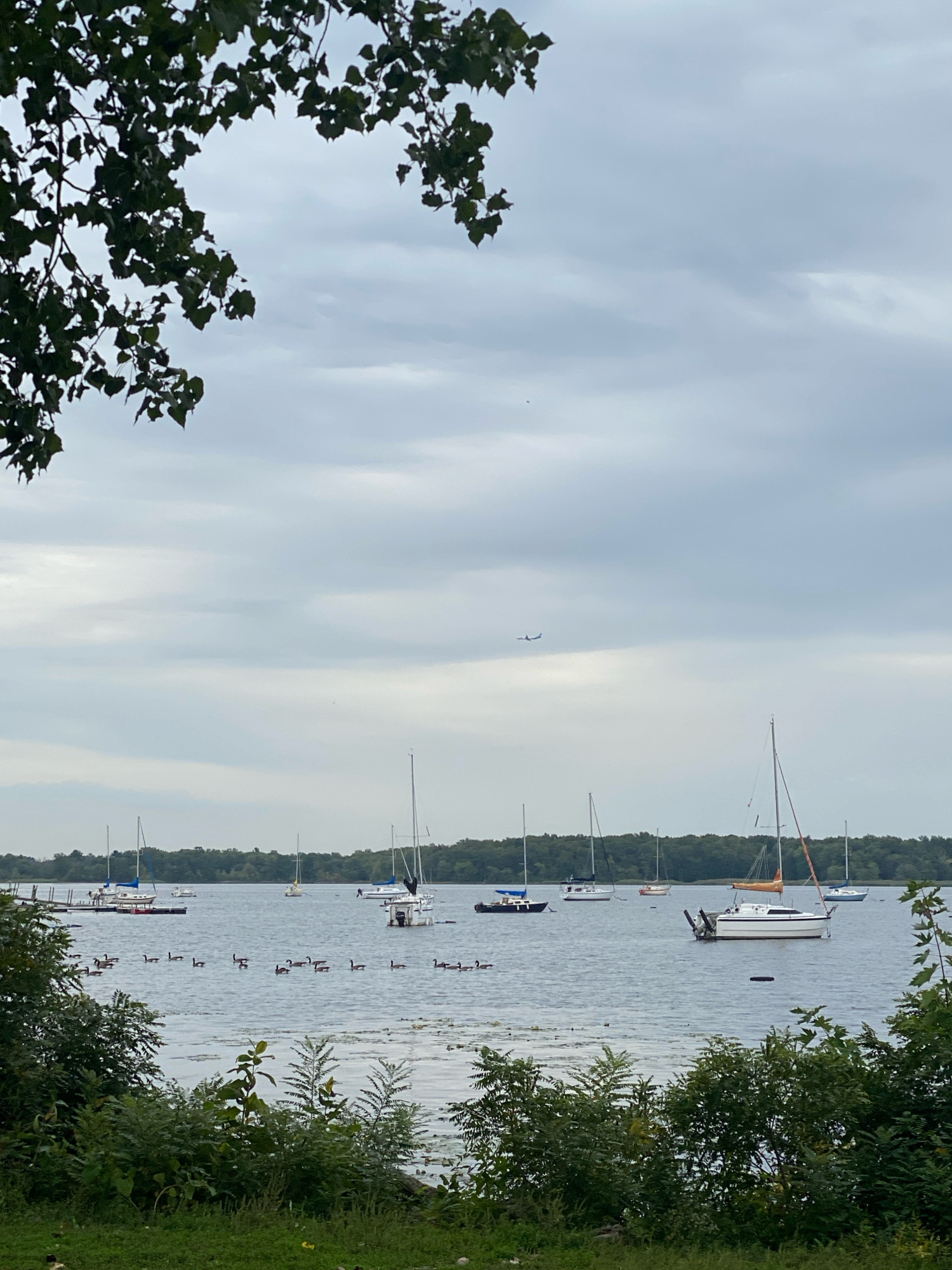 This image captures a serene waterfront scene in Baie-D'Urfé, Canada. In the foreground, lush green foliage lines the edge of a calm body of water, with some scattered weeds floating on the surface. A flock of geese swims in formation across the water, their dark forms contrasting with the greyish-blue expanse. Beyond the geese, several sailboats are anchored or moored in the bay, their masts reaching towards the overcast sky. A faint airplane can be seen in the distance, a small silhouette against the cloudy backdrop. The shoreline in the background is densely wooded, with trees forming a green barrier against the horizon. The overall atmosphere is tranquil and natural, depicting a typical day at the lake.