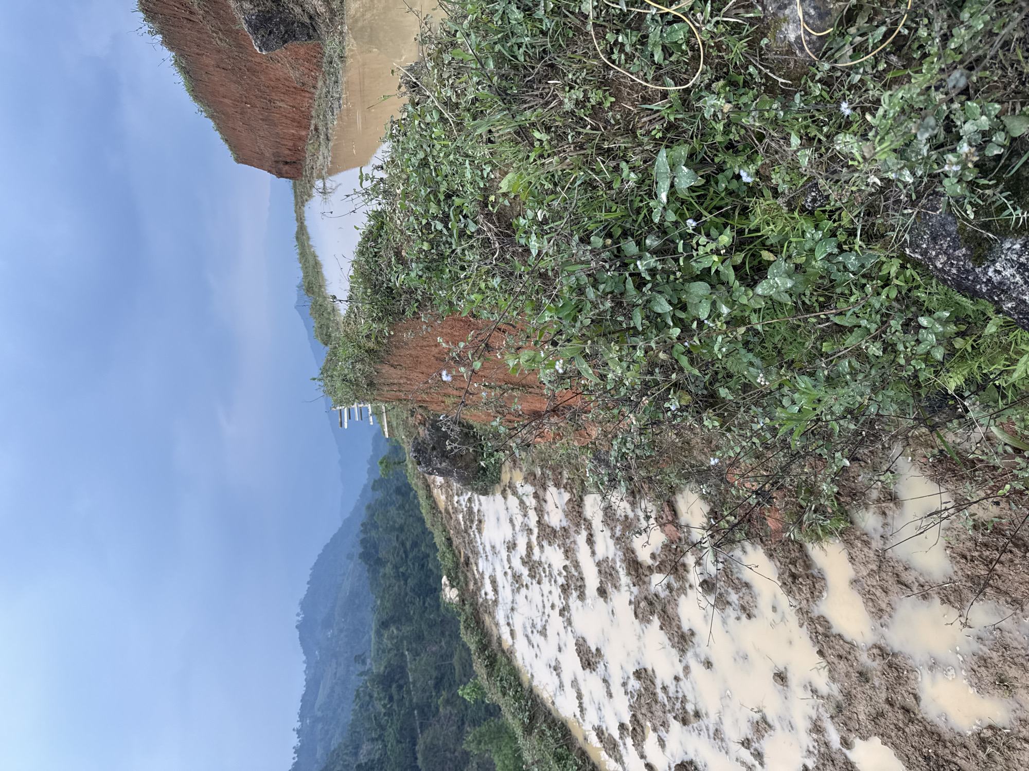 The image displays a serene, rural agricultural landscape, likely a series of terraced fields in a mountainous region, consistent with Nậm Dịch Commune, Vietnam. In the foreground and midground, several flooded terraced paddies are visible, filled with light brown, muddy water. Clumps of disturbed earth protrude from the water, suggesting recent plowing or preparation for planting. The retaining walls and embankments of these terraces are composed of reddish-brown soil, characteristic of lateritic earth.
The right side of the image features dense green vegetation, weeds, and some bare branches along the edges of the fields, with scattered small white flowers. To the upper left, a significant, steep bank of reddish-brown earth rises prominently. In the distance on the left, faintly visible white structures, possibly posts or a fence, are situated on an embankment.
The background reveals a panorama of hazy, tree-covered mountains under a light blue sky that shows hints of soft cloud cover. The overall lighting suggests it is daytime, possibly morning or early afternoon, with a diffuse and gentle quality. The muddy, water-filled fields indicate conditions suitable for rice cultivation, either post-harvest or in preparation for the next planting cycle, influenced by recent rain or intentional irrigation. There are no people or discernible text in the image.