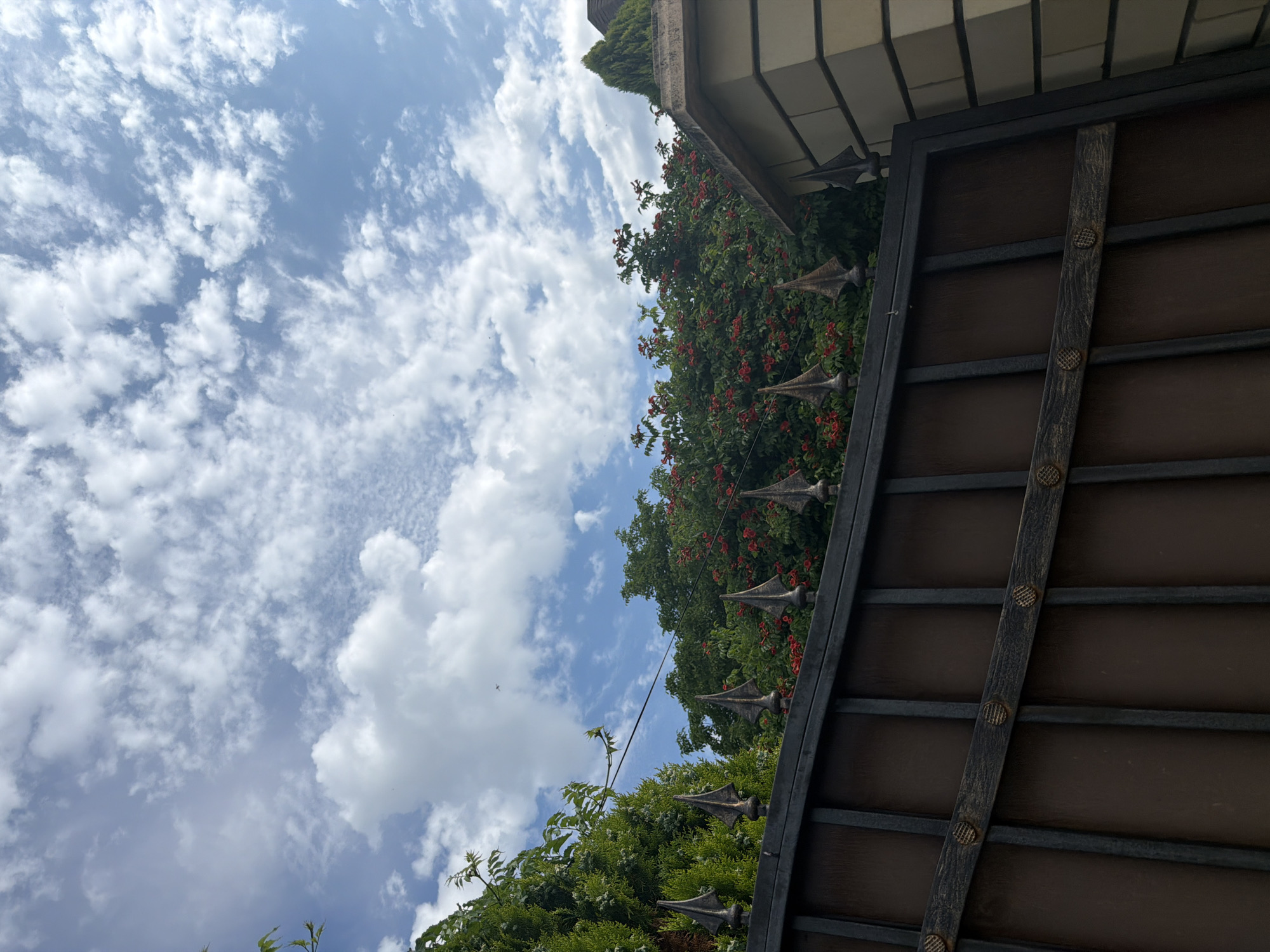 The image captures a view from behind a dark metal gate with pointed decorative elements along its top edge. The gate is wide and appears to be partially open, revealing a dense green foliage with clusters of red flowers behind it. To the right of the foliage, a portion of a building with light-colored, horizontal brickwork and a slanted roof is visible. Above the gate and foliage, a bright blue sky is filled with scattered white clouds. The scene is likely an outdoor setting in a residential or garden area. The location in Leningradskaya, Russia is not visually discernible from the image itself.