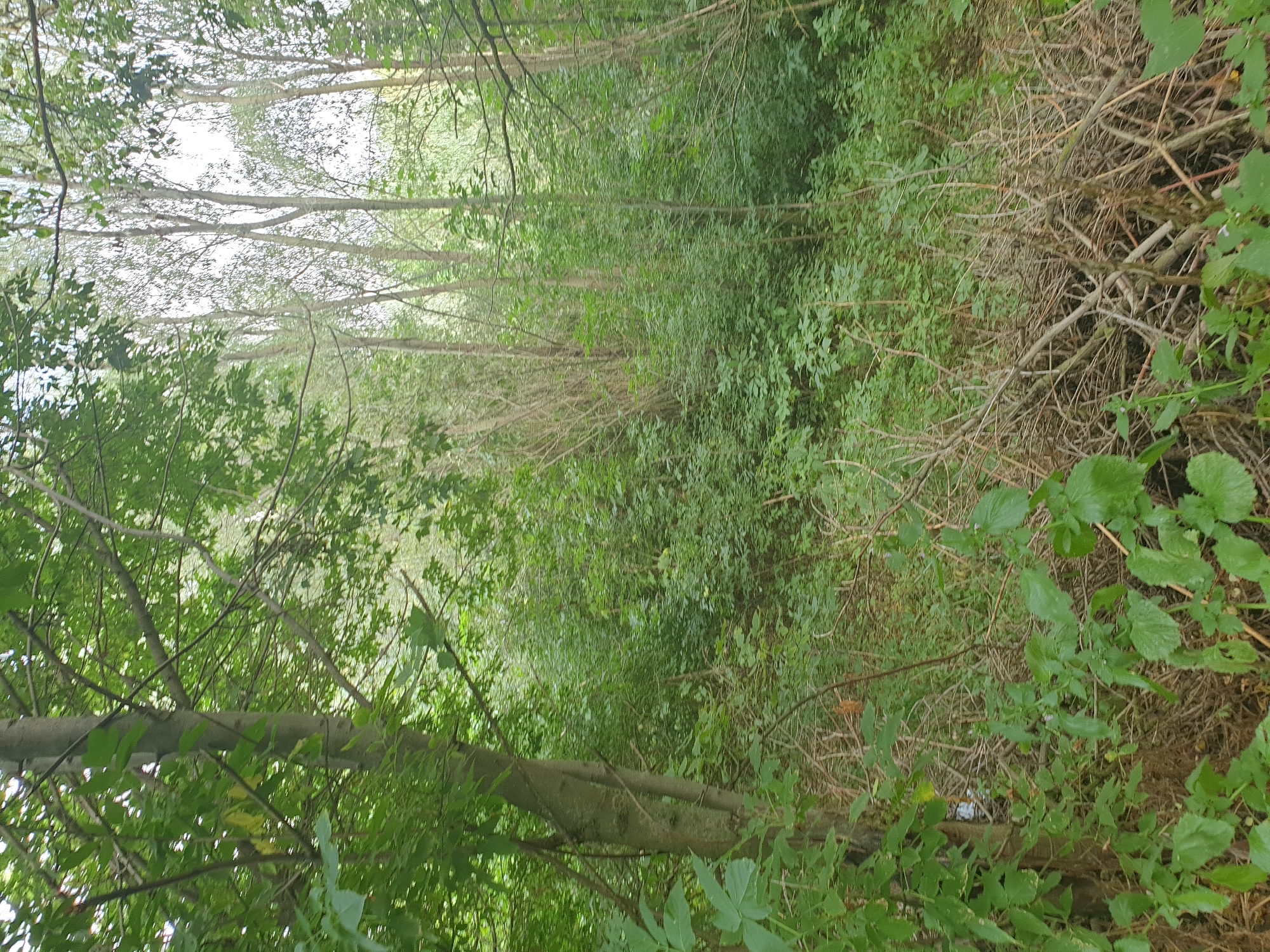 The image depicts a dense, overgrown natural environment, likely a wooded area or thicket, in Lozovyi Yar, Ukraine. The scene is dominated by lush green foliage, including trees with thick trunks and branches, and a dense undergrowth of smaller plants and shrubs. Dead, dry branches and twigs are scattered across the ground and interwoven with the living vegetation, suggesting a wild and uncultivated area. The lighting is diffuse, indicating either an overcast sky or the canopy of trees filtering sunlight. There are no visible people or animals in the image, and no specific structures or man-made objects are apparent, except for a small, indistinct white object near the base of a tree on the left side of the frame. The overall impression is one of a natural, untamed landscape.