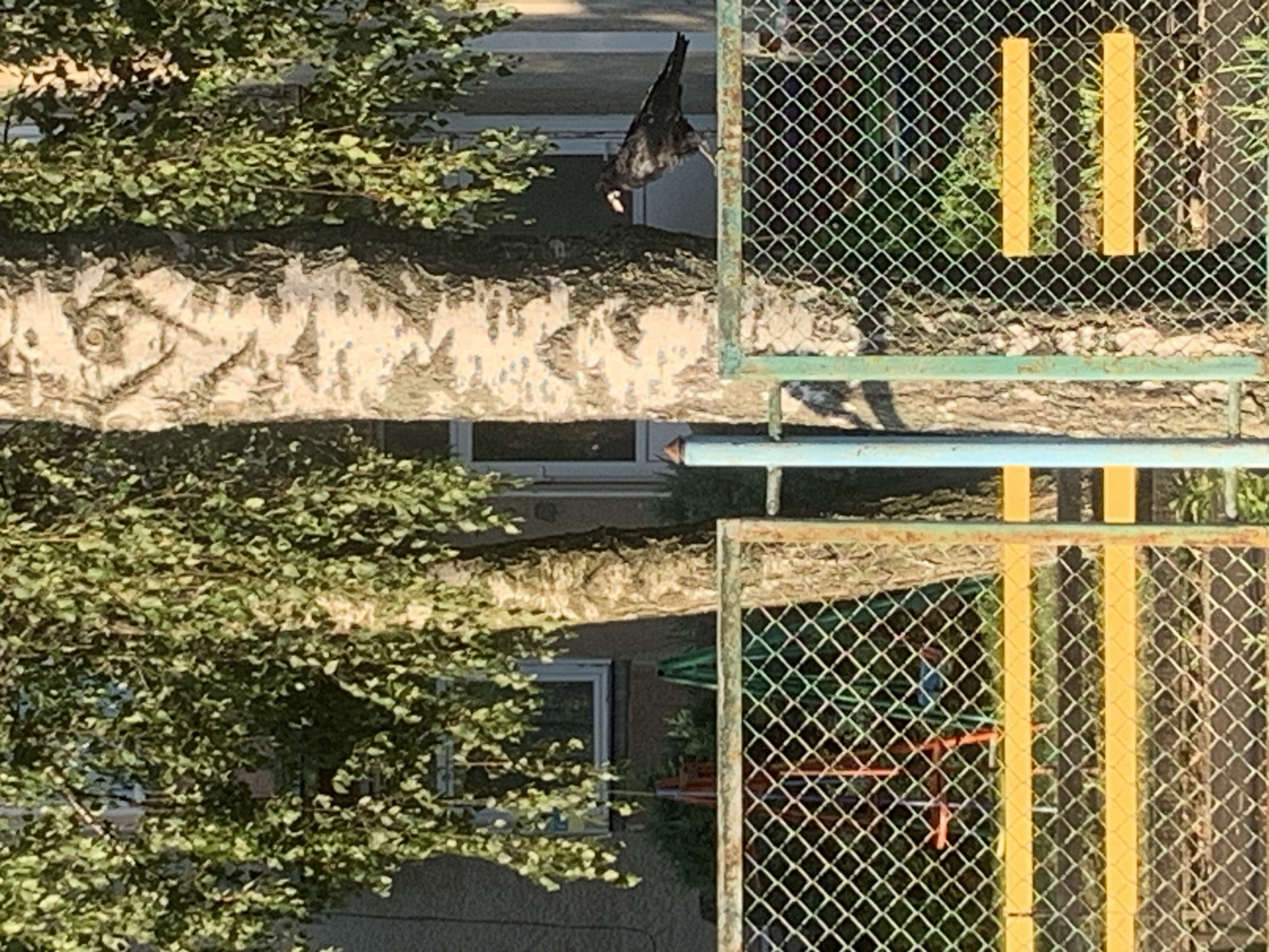 A black bird with white in its beak is perched on a green metal fence in front of a birch tree. The fence is made of diamond-shaped wire mesh. Behind the fence and tree is a building with windows. The scene is outdoors, with dappled sunlight filtering through the leaves of the tree. The location is identified as Kolomyia, Ukraine.