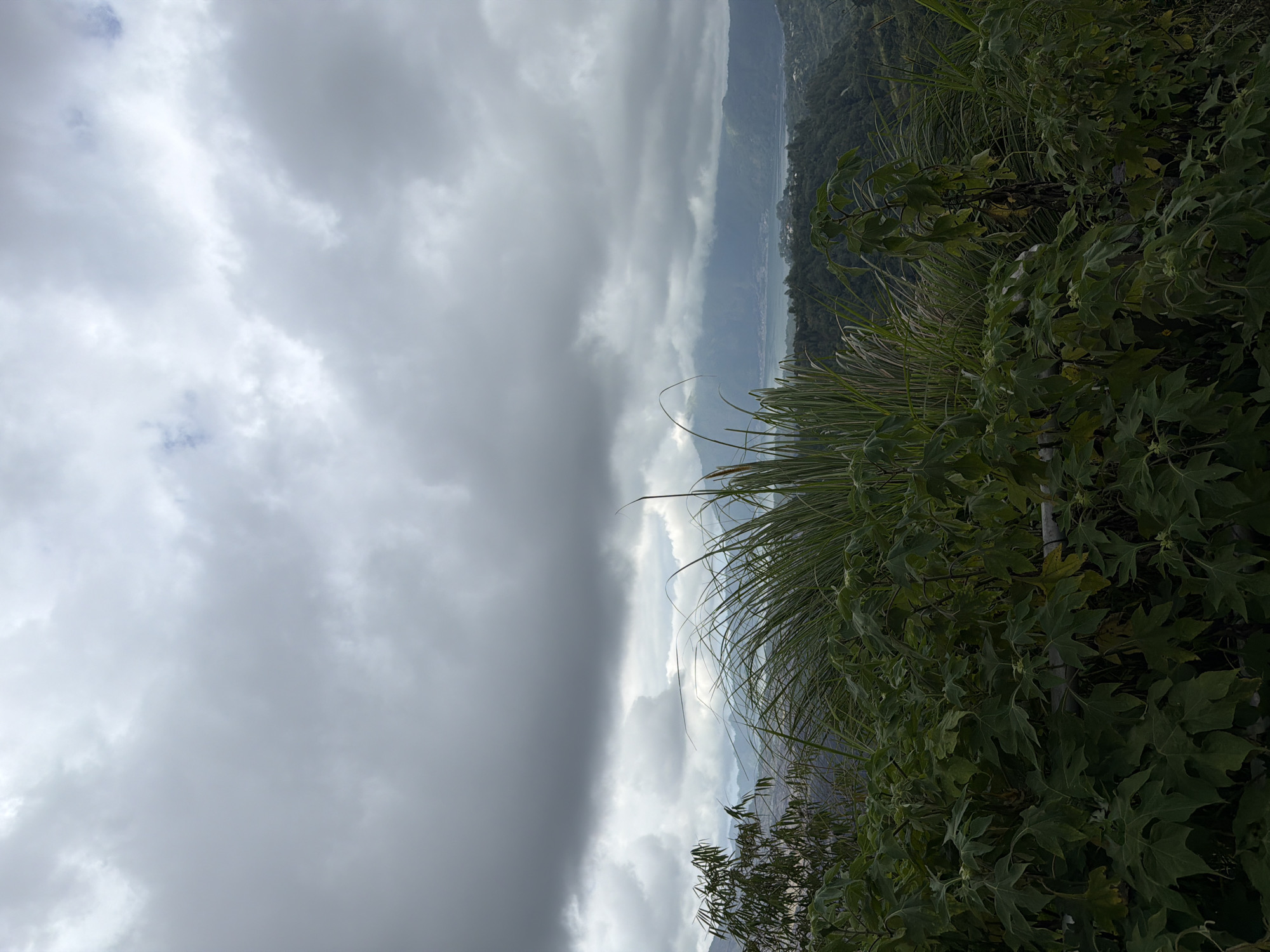 The image depicts a panoramic view of Kintamani, Indonesia, under a cloudy sky. In the foreground, lush green foliage, including broad-leaved plants and tall grasses, partially obscures the view. Beyond the vegetation, rolling hills covered in trees recede into the distance, leading to a large body of water, likely Lake Batur, with mountains forming the backdrop. The sky is dominated by heavy, dark gray clouds, suggesting an overcast or potentially rainy day. The overall scene is one of natural beauty, with the landscape emphasizing the rugged terrain and vastness of the area. No people or specific activities are visible in the image.