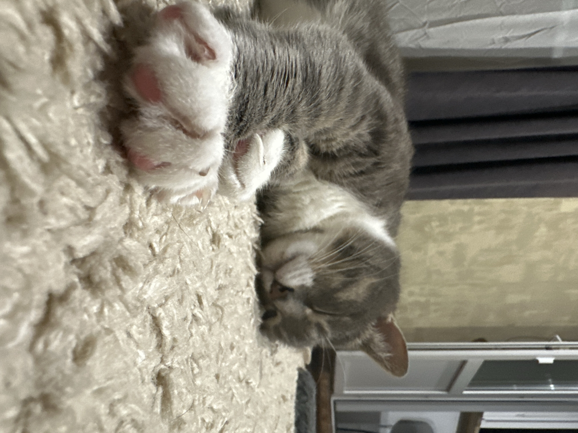 A grey and white cat is sleeping on a cream-colored rug. The cat is curled up on its side with its eyes closed. Its paws are tucked under its head. The cat's fur is soft and fluffy. The rug is thick and plush. In the background, there are dark grey curtains on the left and a yellow wall with a door on the right. The lighting is dim.