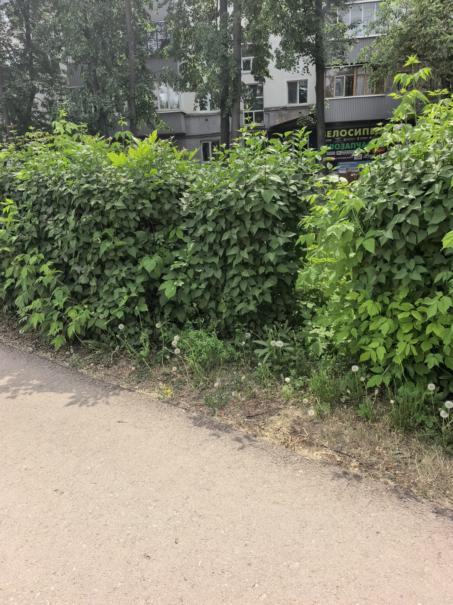 The image shows a section of sidewalk in Sterlitamak, Russia, bordering a dense green hedge. Behind the hedge, a multi-story building is partially visible, framed by trees. The building has white window frames and gray siding on the upper floors. A sign with the word "ВЕЛОСИПЕДЫ" is visible behind the hedge. Dandelions are growing near the edge of the sidewalk and along the base of the hedge. The sidewalk appears to be made of asphalt. There are no people visible in the image.