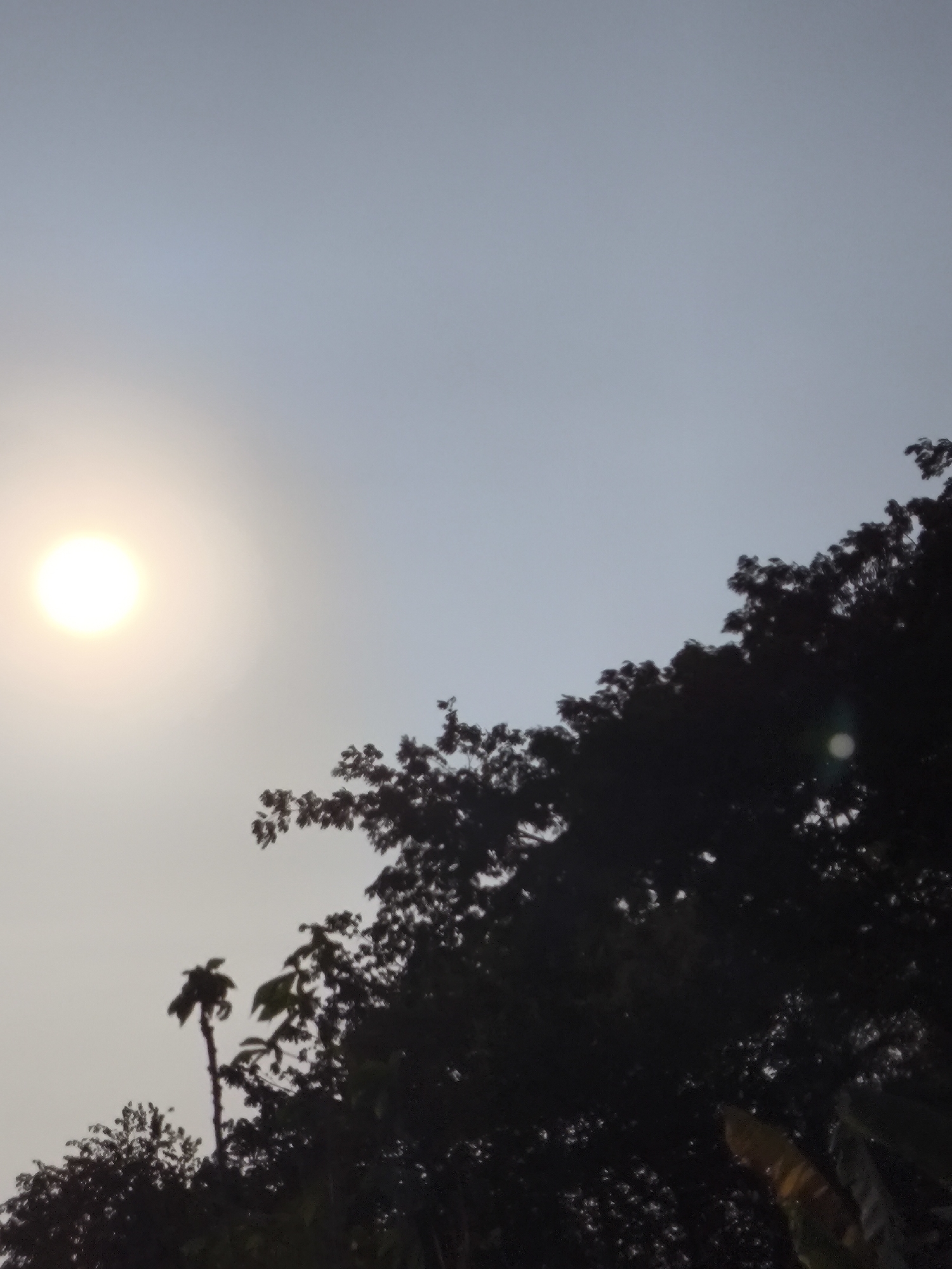 The image displays a silhouetted scene of trees against a hazy sky with a bright sun in the upper left quadrant. The sun appears as a luminous orb, suggesting it is either sunrise or sunset. The foliage of several trees is visible, with their dark silhouettes contrasting against the lighter sky. One tree in the foreground, to the left of center, is taller and more distinct, with leaves and branches clearly outlined. Other trees form a dense canopy that spans the lower right portion of the image. The overall impression is one of a natural landscape on the outskirts of a city, possibly Cilegon, Indonesia, where such twilight views with vegetation are common. There are no people or animals visible in the image.