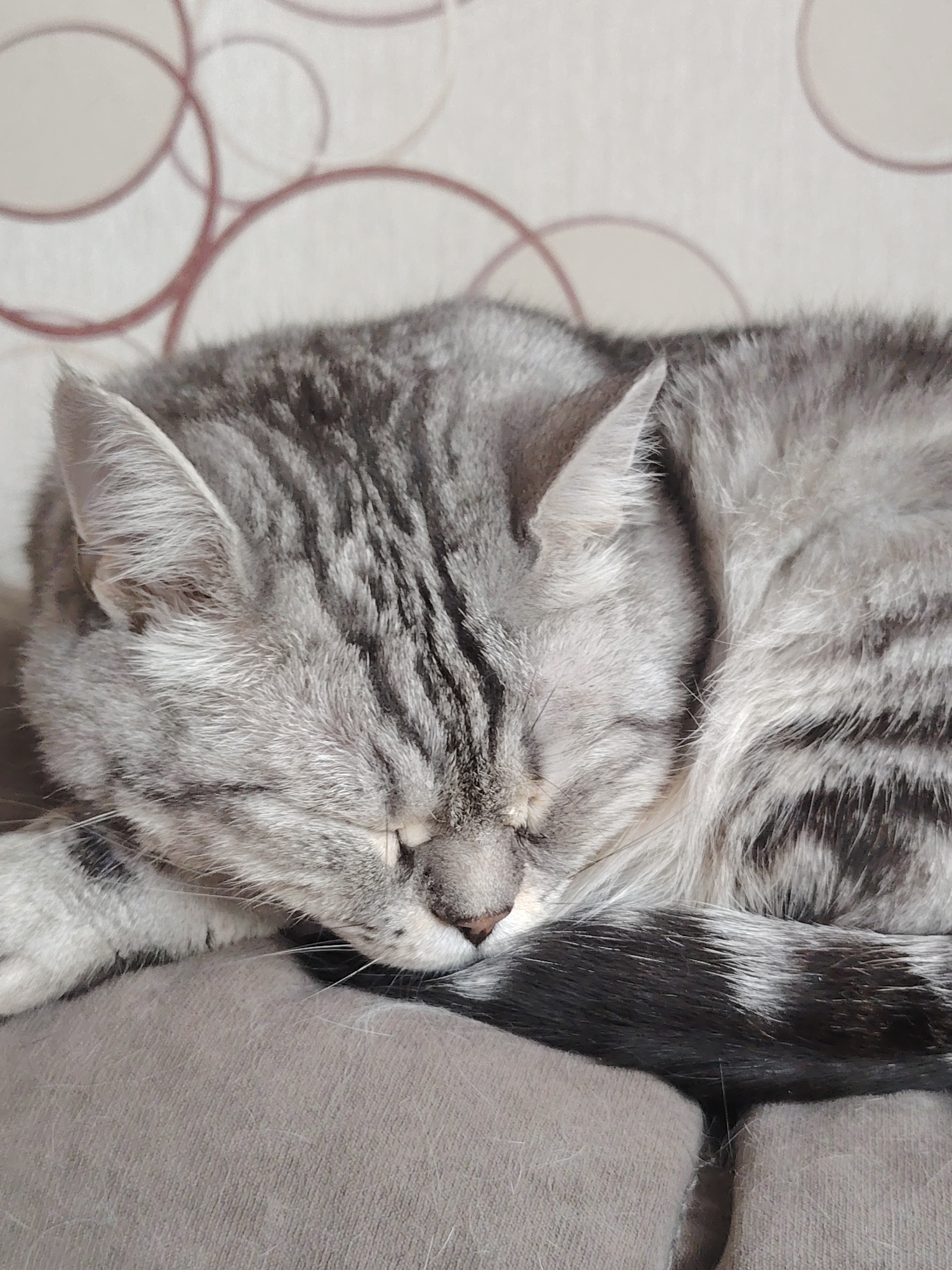 This is a close-up, eye-level photograph of a grey tabby cat sleeping peacefully. The cat is curled up on a textured, neutral-colored surface, likely a couch or bed, with its eyes closed and head resting down. Its fur is a mixture of grey and black stripes, typical of a tabby pattern. The cat's tail, also striped, is wrapped around its body. The background features a wall with a subtle pattern of overlapping circles in a muted pinkish-brown hue against a light-colored surface. The lighting suggests it might be daytime, but the specific time of day or weather conditions are not discernible. The overall mood conveyed is one of tranquility and comfort, as the cat is deeply asleep. There is no visible text in the image.