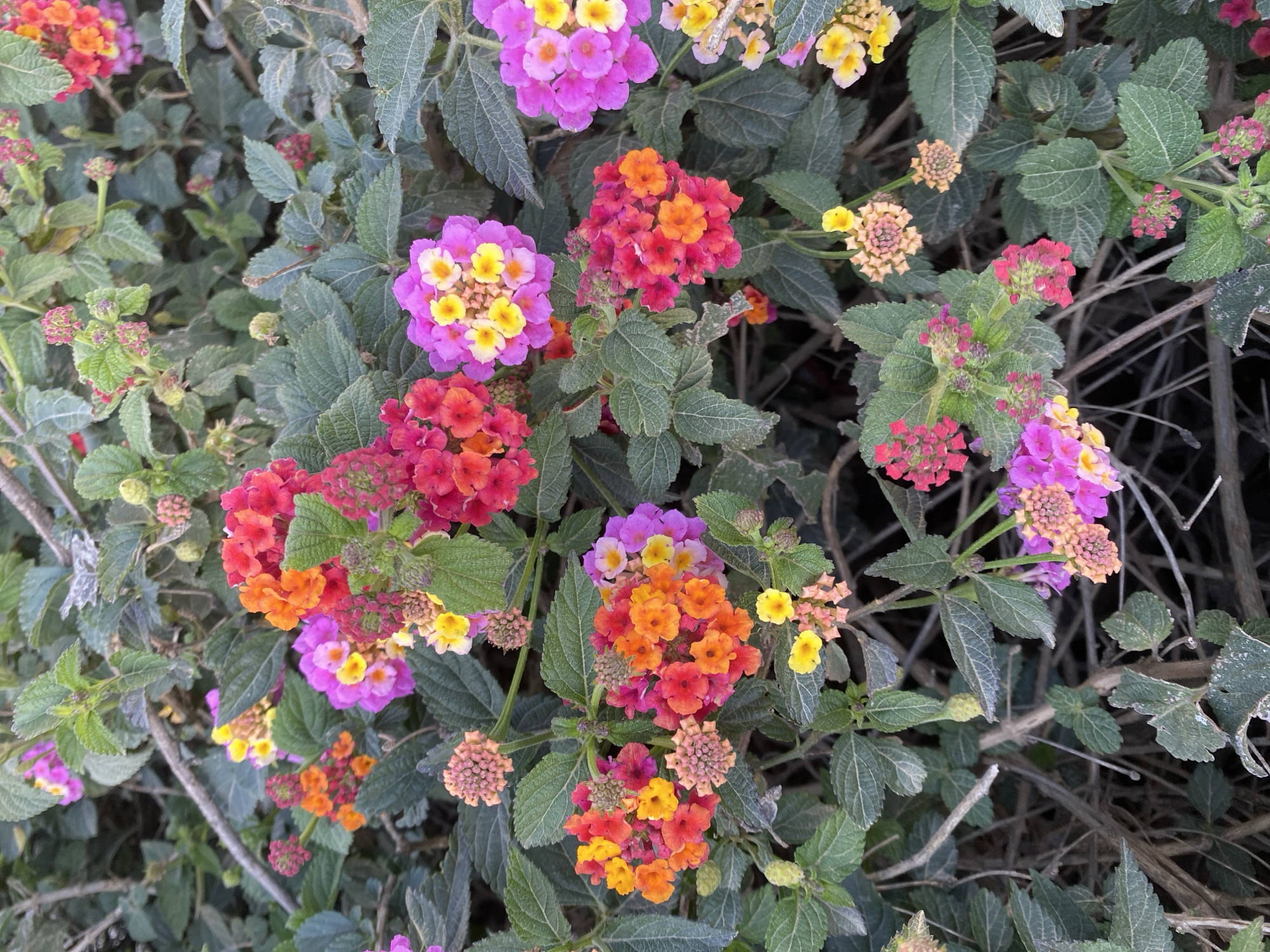 The image shows a cluster of Lantana flowers in various colors, including pink, yellow, orange, and red. The flowers are surrounded by green leaves with textured veins. The scene seems to be outdoors, possibly in a garden or natural area. The location is stated to be Alanya, Turkey, but there are no specific landmarks to confirm this information. No people, actions, or interactions are apparent in the image.