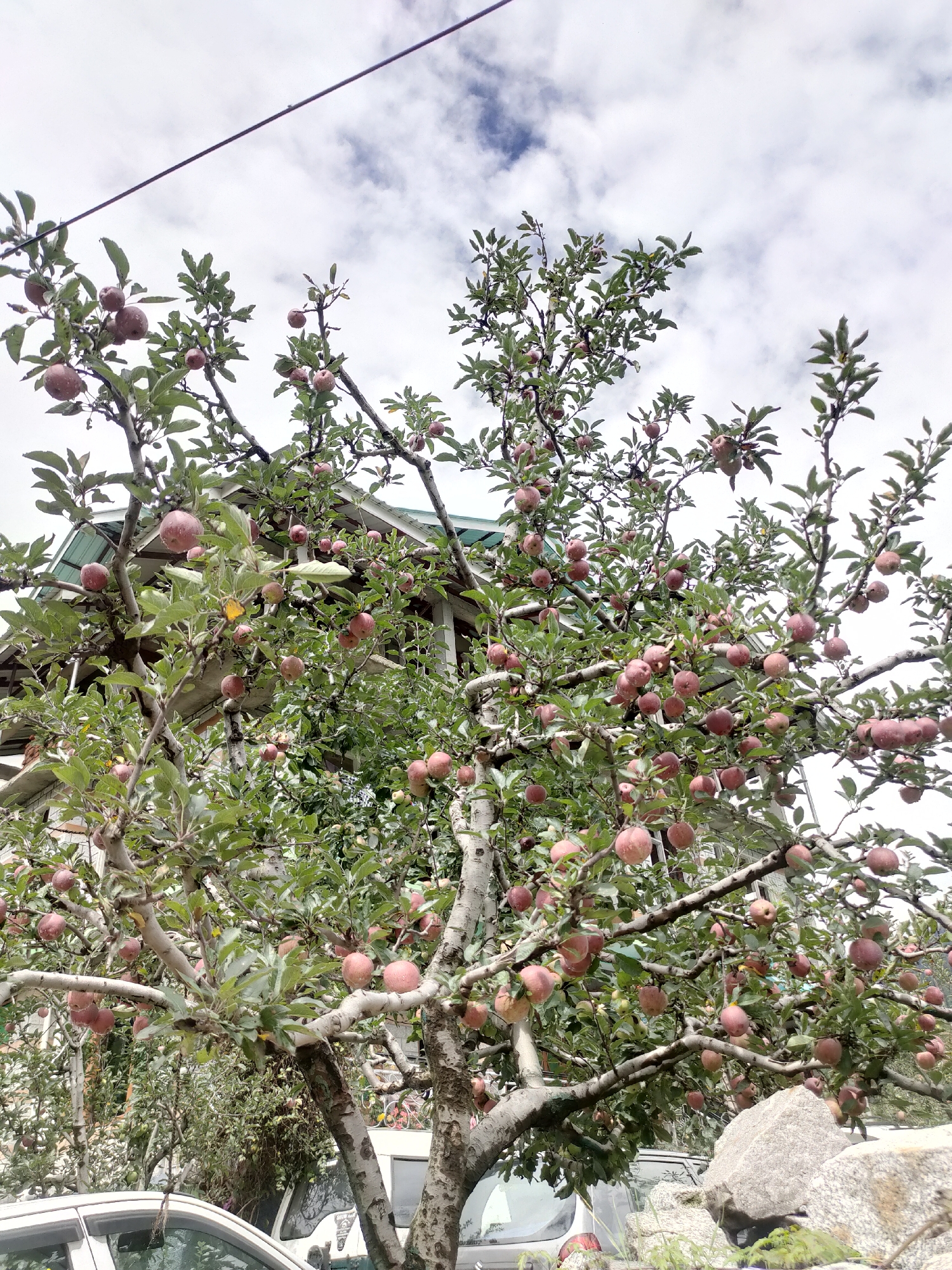 An apple tree laden with ripe, red apples stands in front of a building in Burwa, India. The tree is full of fruit, with apples hanging from its branches among green leaves. The building appears to be a house or guesthouse with a sloped, green roof. In the foreground, parts of a white car and some rocks are visible. The sky above is cloudy, with a wire running diagonally across the top of the frame.