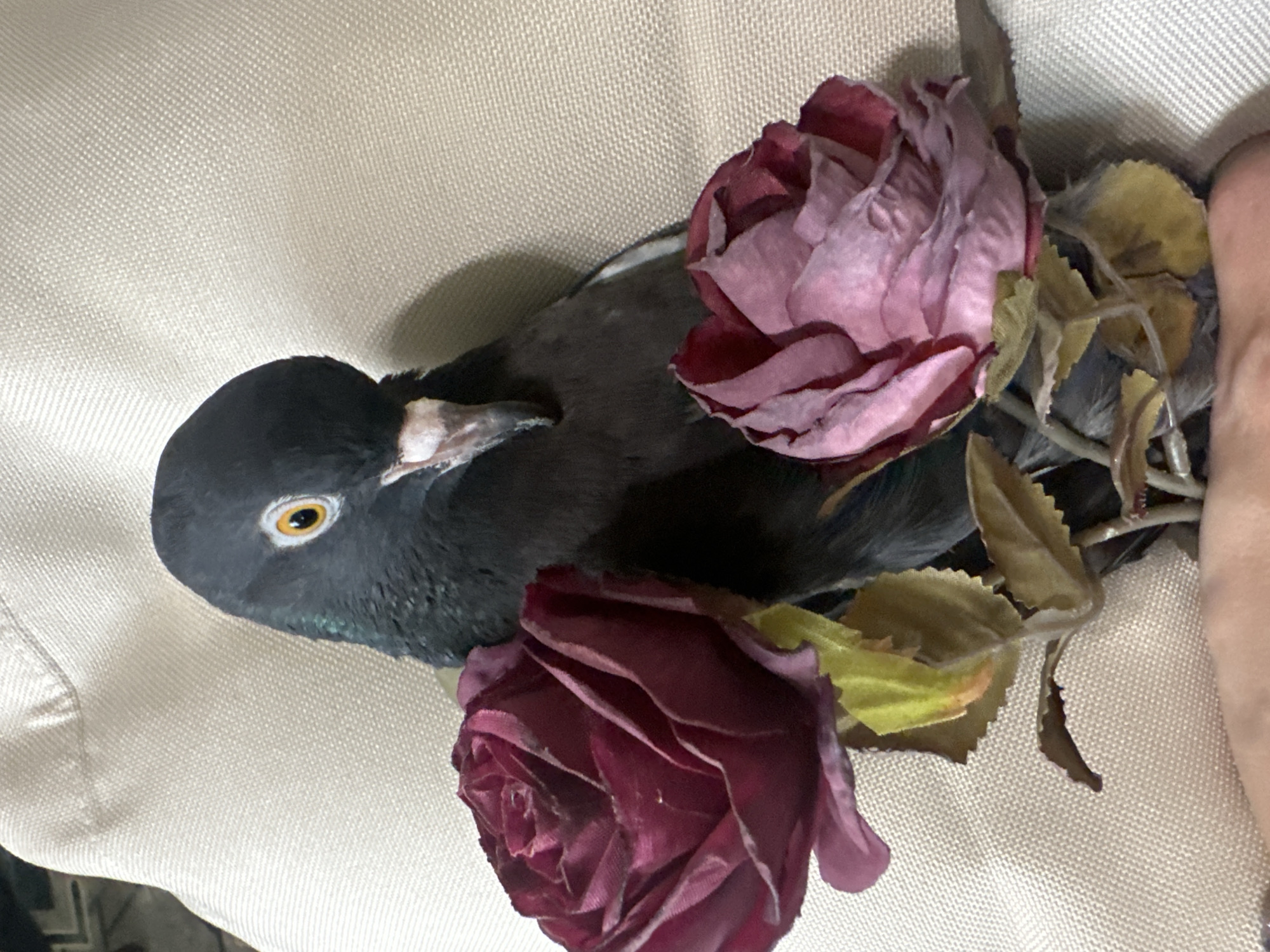 This media file shows a pigeon lying on a textured, light-colored fabric. Two artificial roses, one a deep magenta and the other a dusty rose or light pink, are placed near the pigeon. The pigeon is dark gray with a prominent yellow eye. Its beak is light colored and slightly open. Some dried leaves are scattered among the roses. The lighting suggests an indoor setting, possibly with artificial light. There are no people clearly visible in the frame, though a hand is partially visible on the right edge of the image. The overall impression is somewhat artistic or decorative, with the pigeon positioned as if part of a still life arrangement. There is no visible text. The location context of Togliatti, Russia, provides geographical information but no direct visual cues within the image itself.