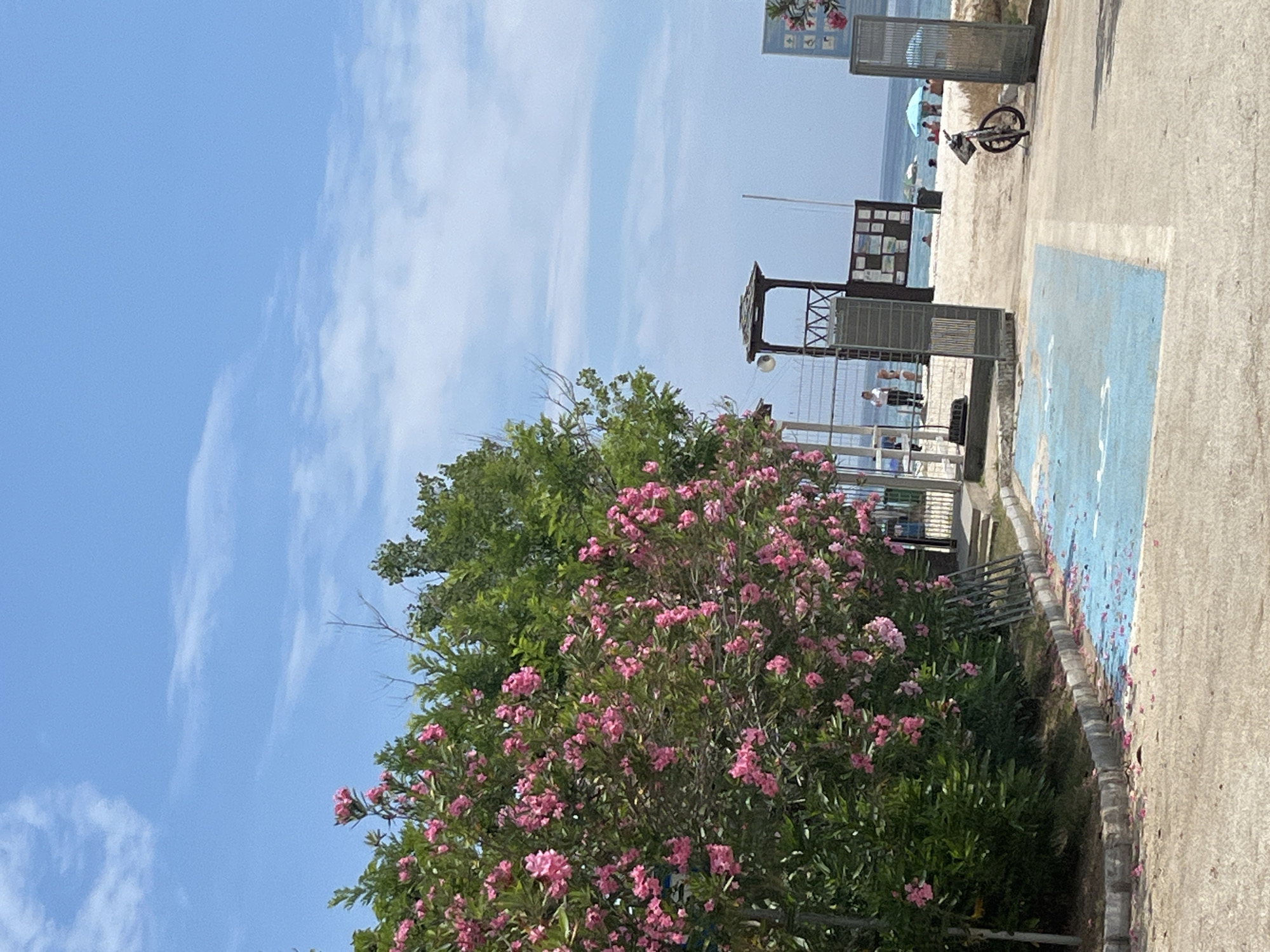 This image captures a scene at Golden Beach, Greece, on a bright, sunny day with a clear blue sky and scattered clouds. In the foreground, a pathway is visible, with a section painted blue, possibly indicating a designated area. To the left, a lush green bush with abundant pink flowers dominates the frame, its branches extending towards the sky. A few fallen pink petals are scattered on the pathway and the surrounding ground.
Further into the scene, a beach access gate with metal bars stands open, leading to a sandy beach. A lifeguard tower, a dark wooden structure with a weathered roof, is positioned near the entrance. Beyond the gate, several beachgoers are enjoying the day. Some are seen swimming or wading in the calm, blue sea, while others are relaxing on the sand under beach umbrellas. A single bicycle is parked on the right side of the pathway, facing the beach. The environment suggests a typical summer day at a popular seaside resort.