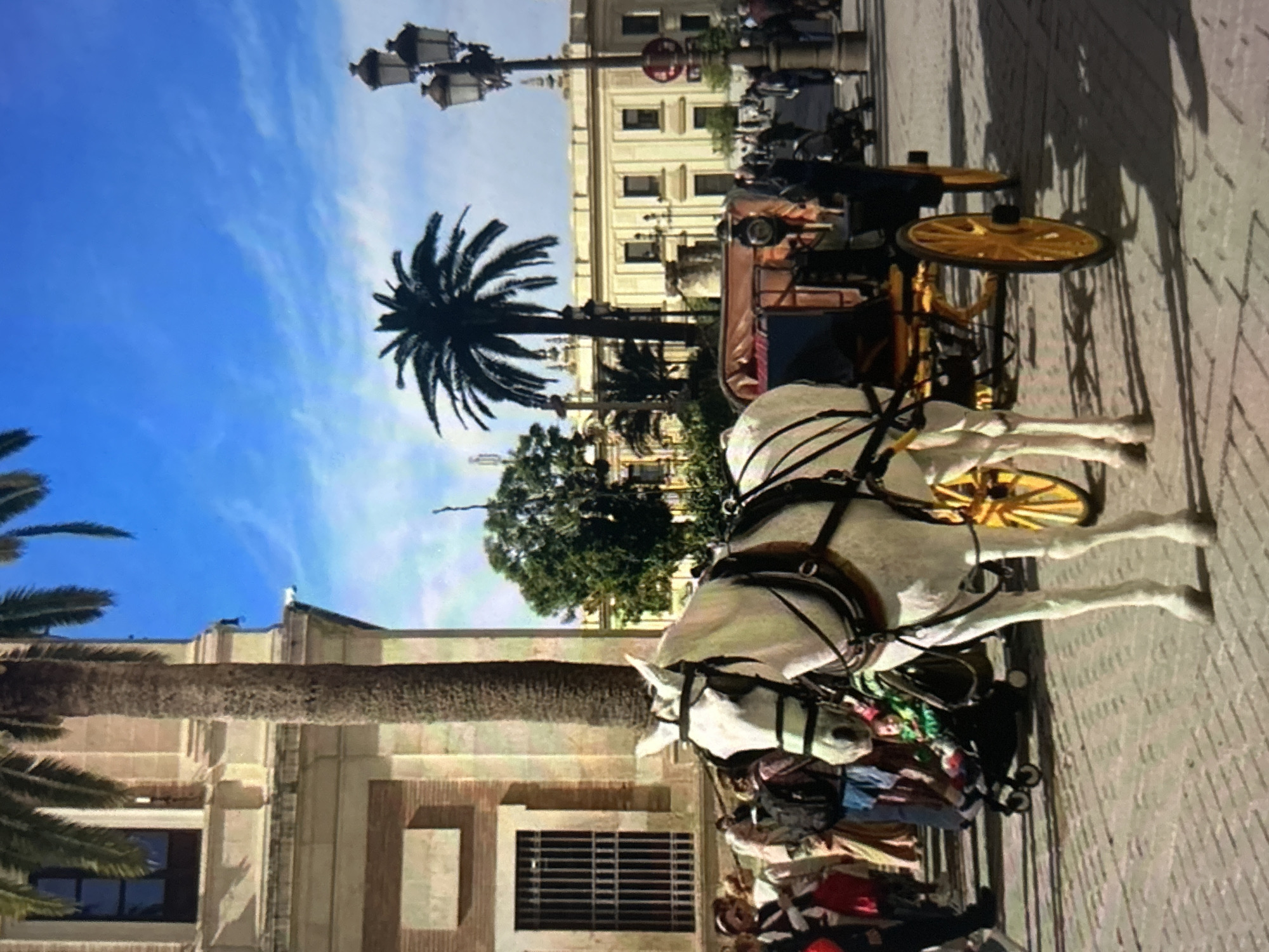 The image, rotated 90 degrees counter-clockwise, captures a sunny urban street scene featuring a horse-drawn carriage. In the foreground, a white horse, harnessed and adorned, stands poised, pulling a traditional carriage with distinctive yellow spoked wheels. Several people are visible both inside the carriage and along the street, suggesting a leisurely tourist experience or local transport.
The setting is an architectural streetscape, with a prominent light-colored, multi-story building featuring multiple windows and classical design elements, possibly lining a plaza or wide avenue. A tall, ornate black street lamp post with several lanterns stands on the left. The scene is also punctuated by lush palm trees, indicating a warm climate. The sky is a clear, bright blue with a few scattered, wispy clouds.
The time of day is clearly daylight, likely mid-morning or afternoon, given the strong, illuminating sunlight and the defined shadows cast on the paved street and buildings. A red circular sign, possibly a traffic or informational marker, is visible on one of the buildings in the background, though any specific text or symbol on it is indistinct. The overall atmosphere appears calm and inviting.