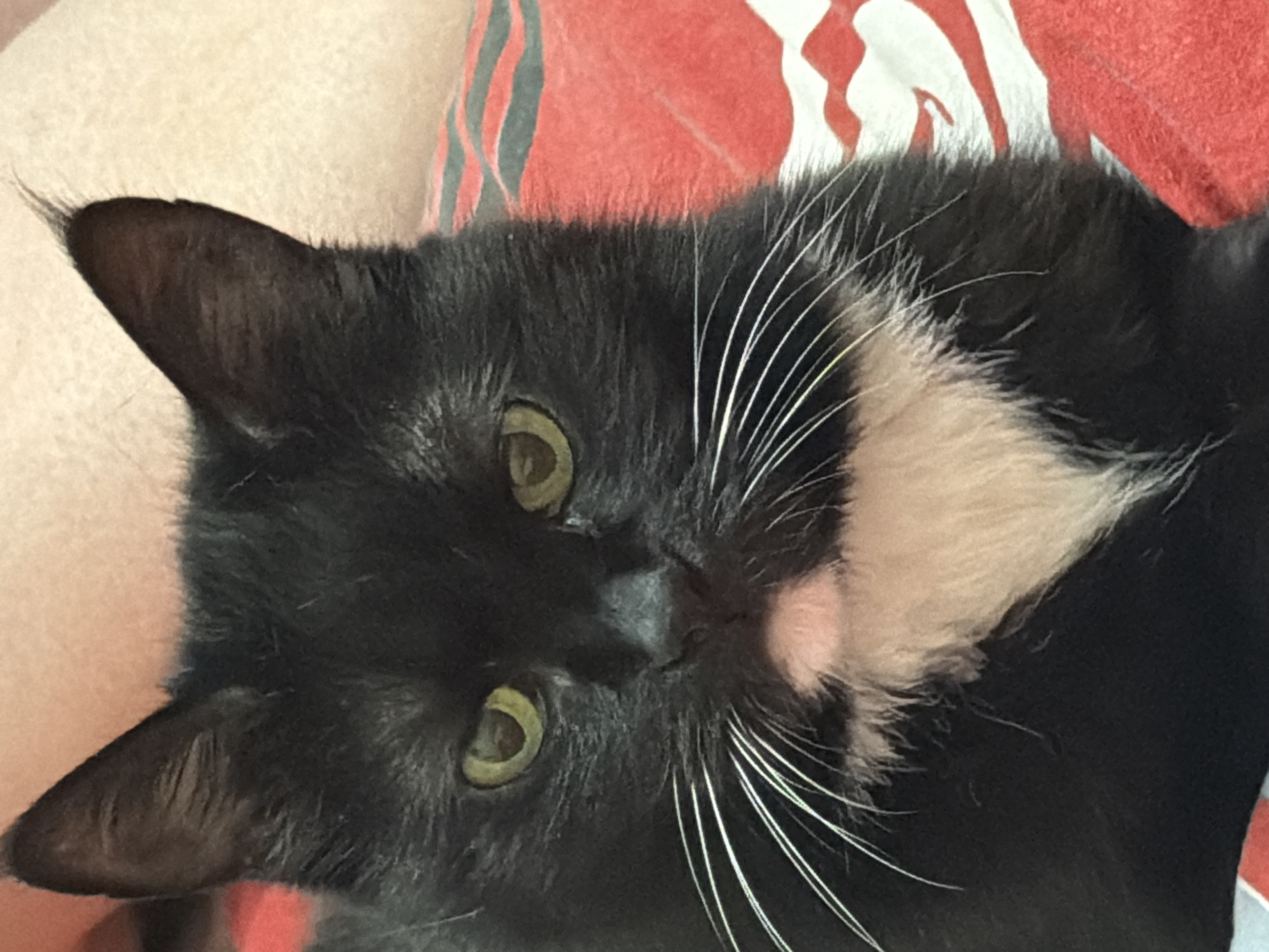 A black cat with white whiskers and a white patch on its chest lies on a surface. The cat has green eyes and its head is tilted to the side. The background is partially blurred and shows a red and white patterned fabric. The location is not discernible from the image.